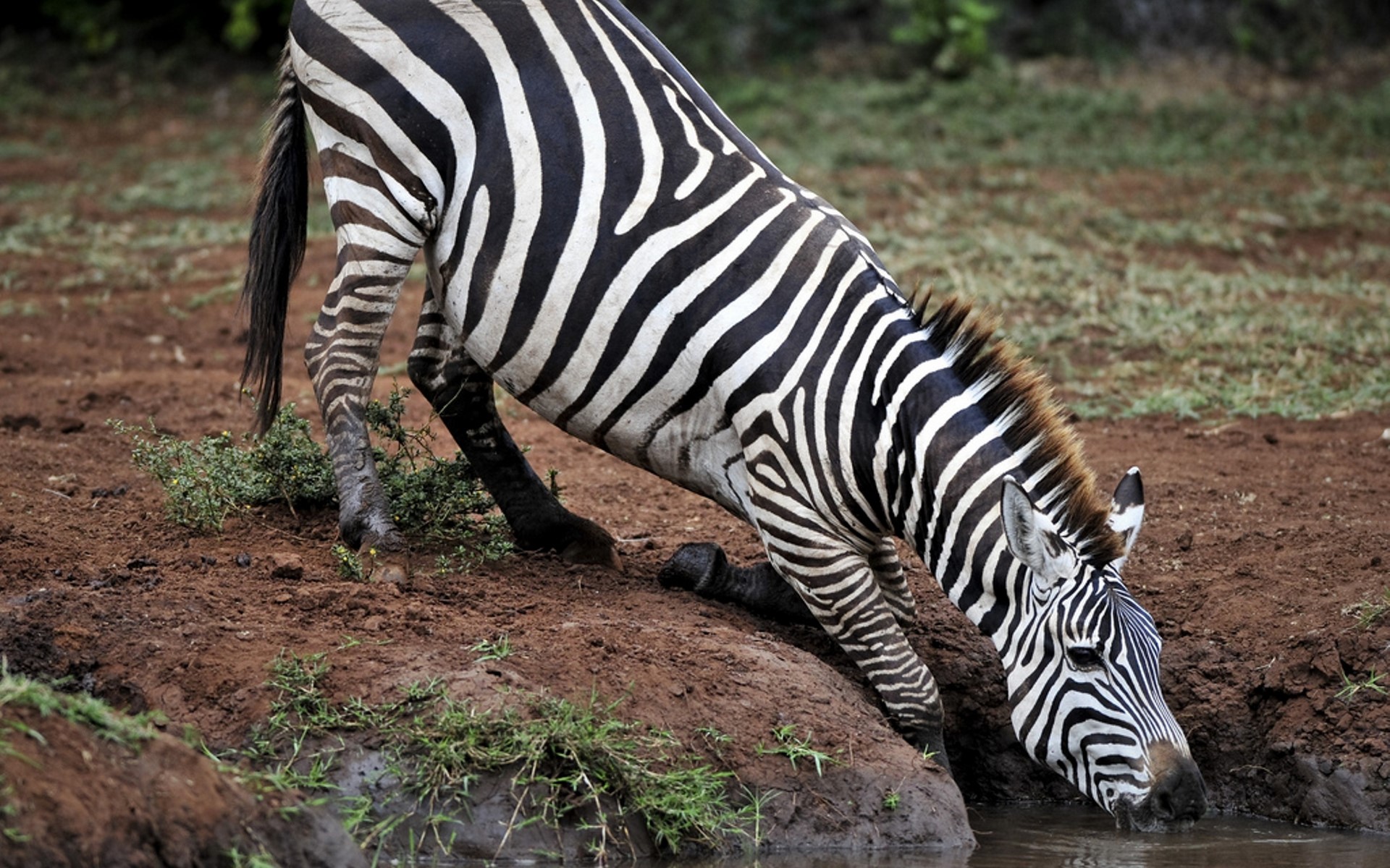 Zebra drinking water from a muddy puddle HD Wallpaper