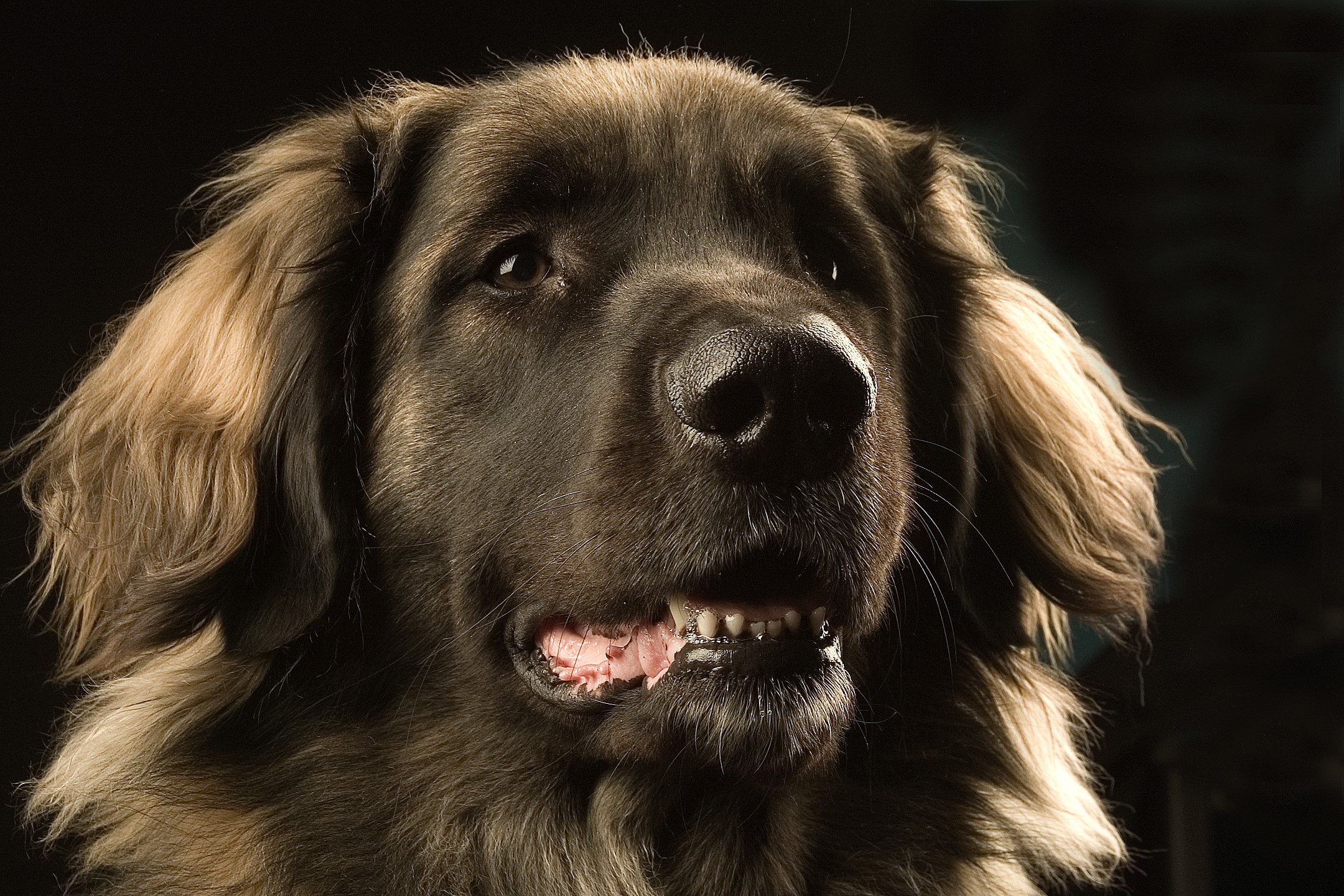 Leonberger dog with dark fur and light accents HD Wallpaper