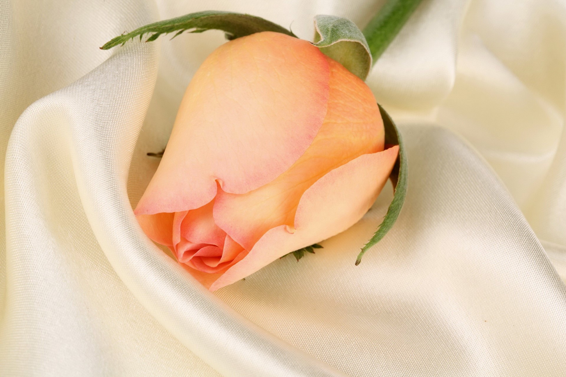 Peach rose bud on cream silk fabric HD Wallpaper