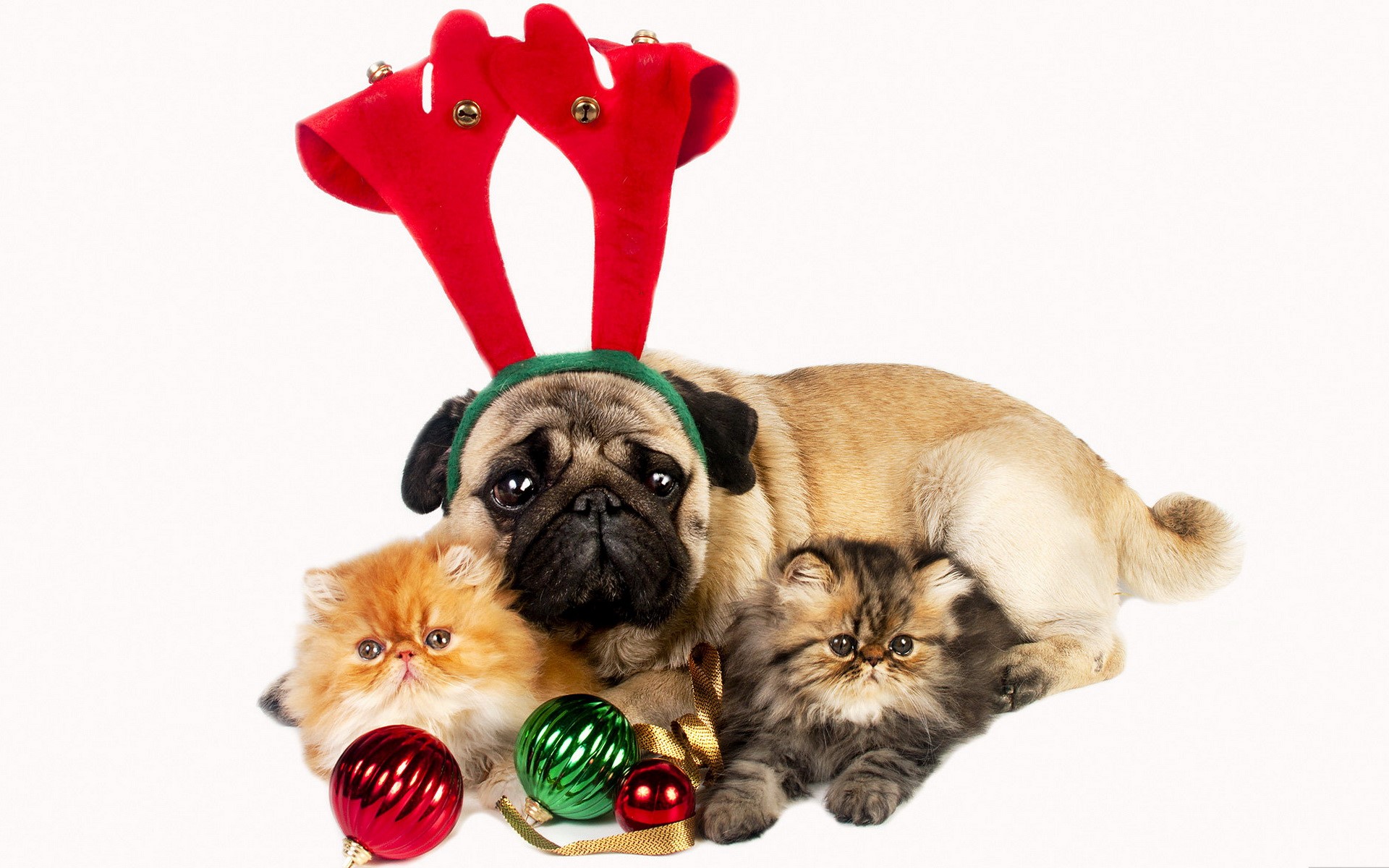 Pug and kittens with Christmas decorations HD Wallpaper