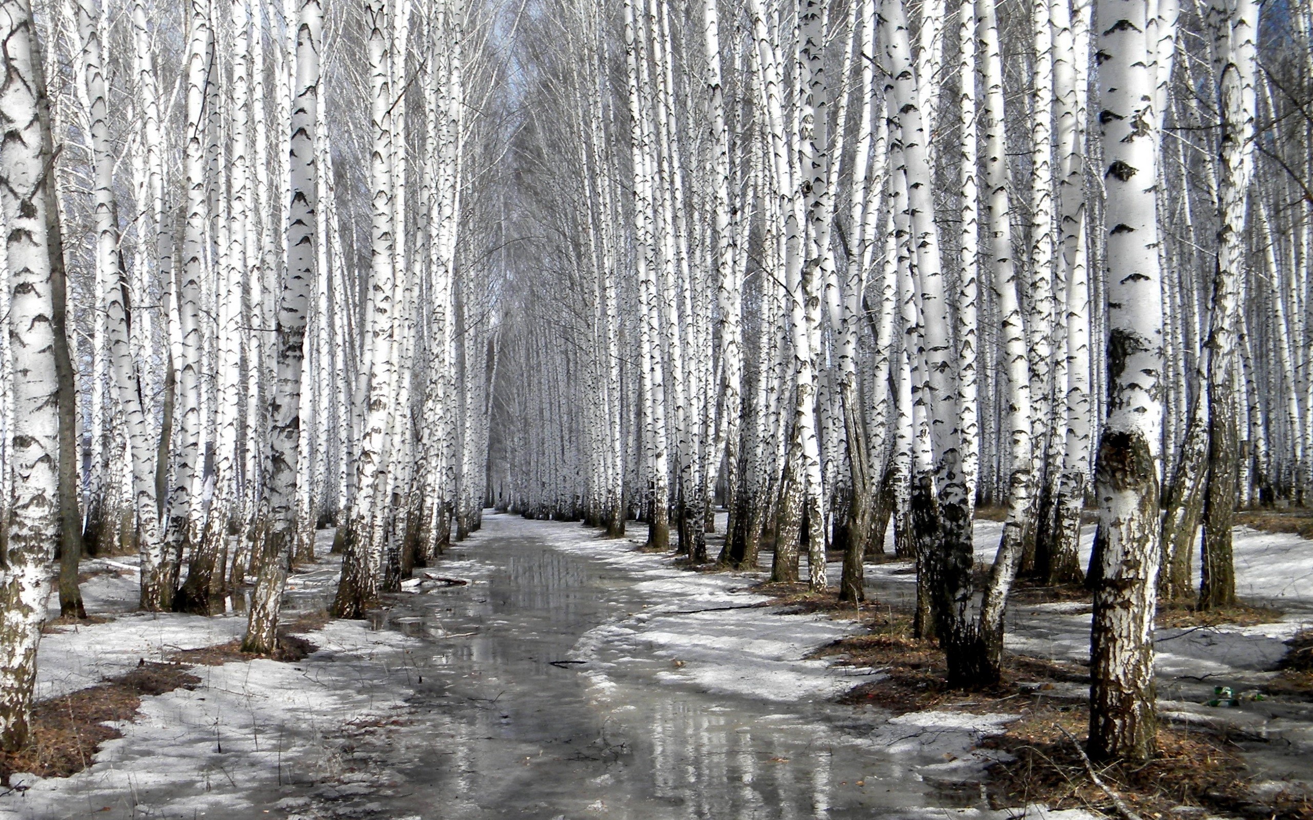 A birch forest with a path covered in ice and snow HD Wallpaper