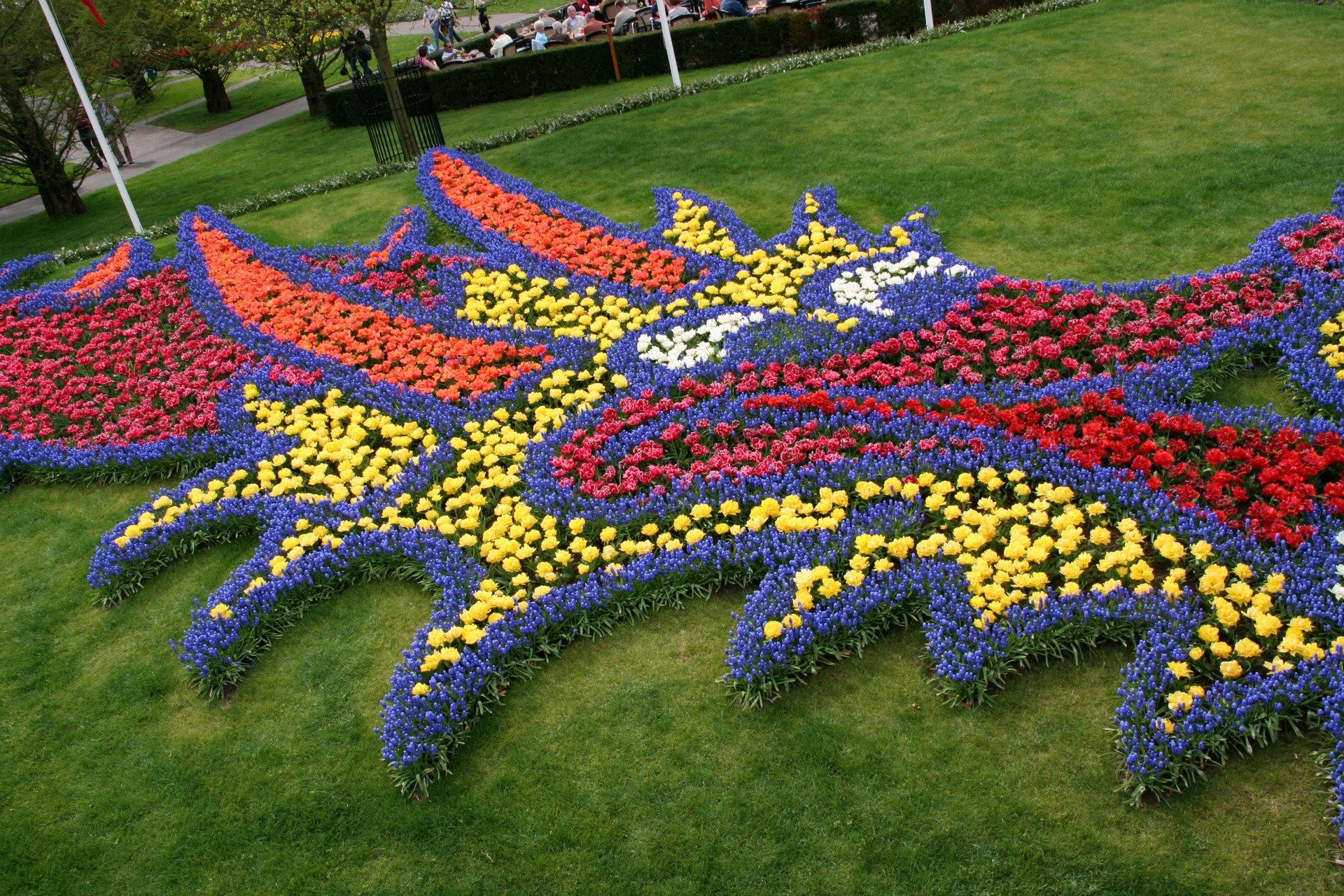 Dragon flower bed made of tulips and hyacinths HD Wallpaper