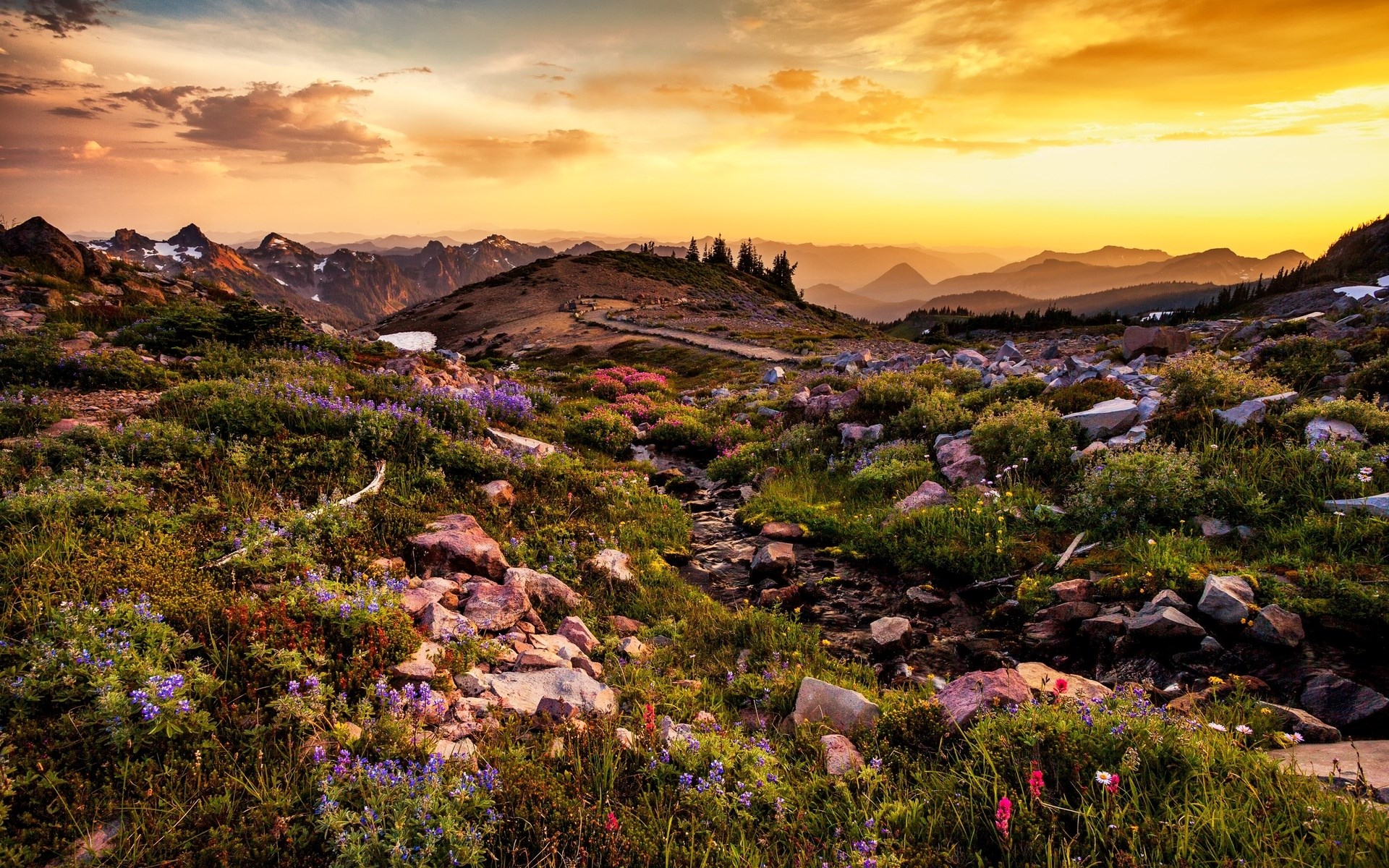 Mountain landscape with wildflowers at sunset HD Wallpaper