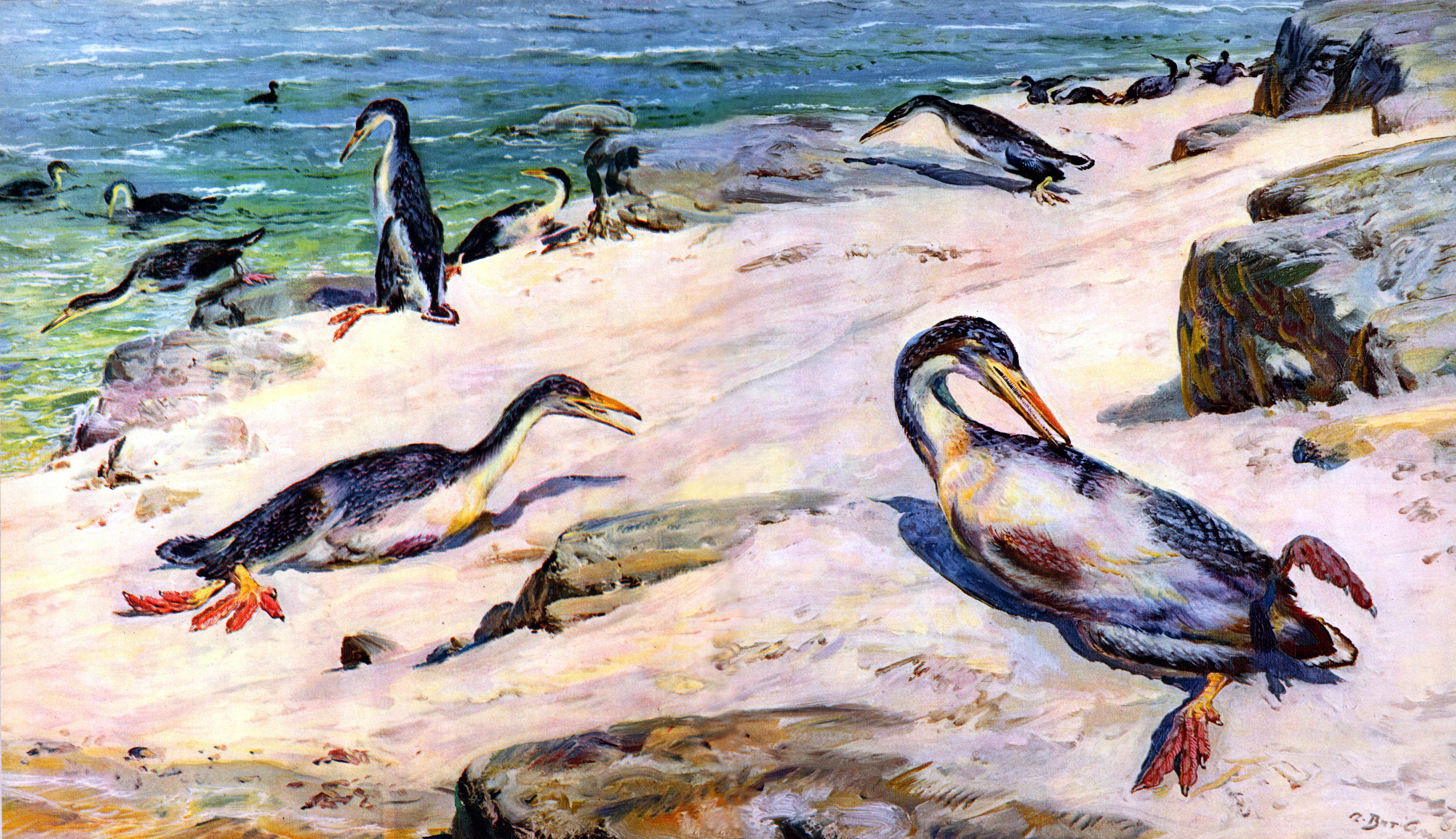 Hesperornis on a rocky shore HD Wallpaper