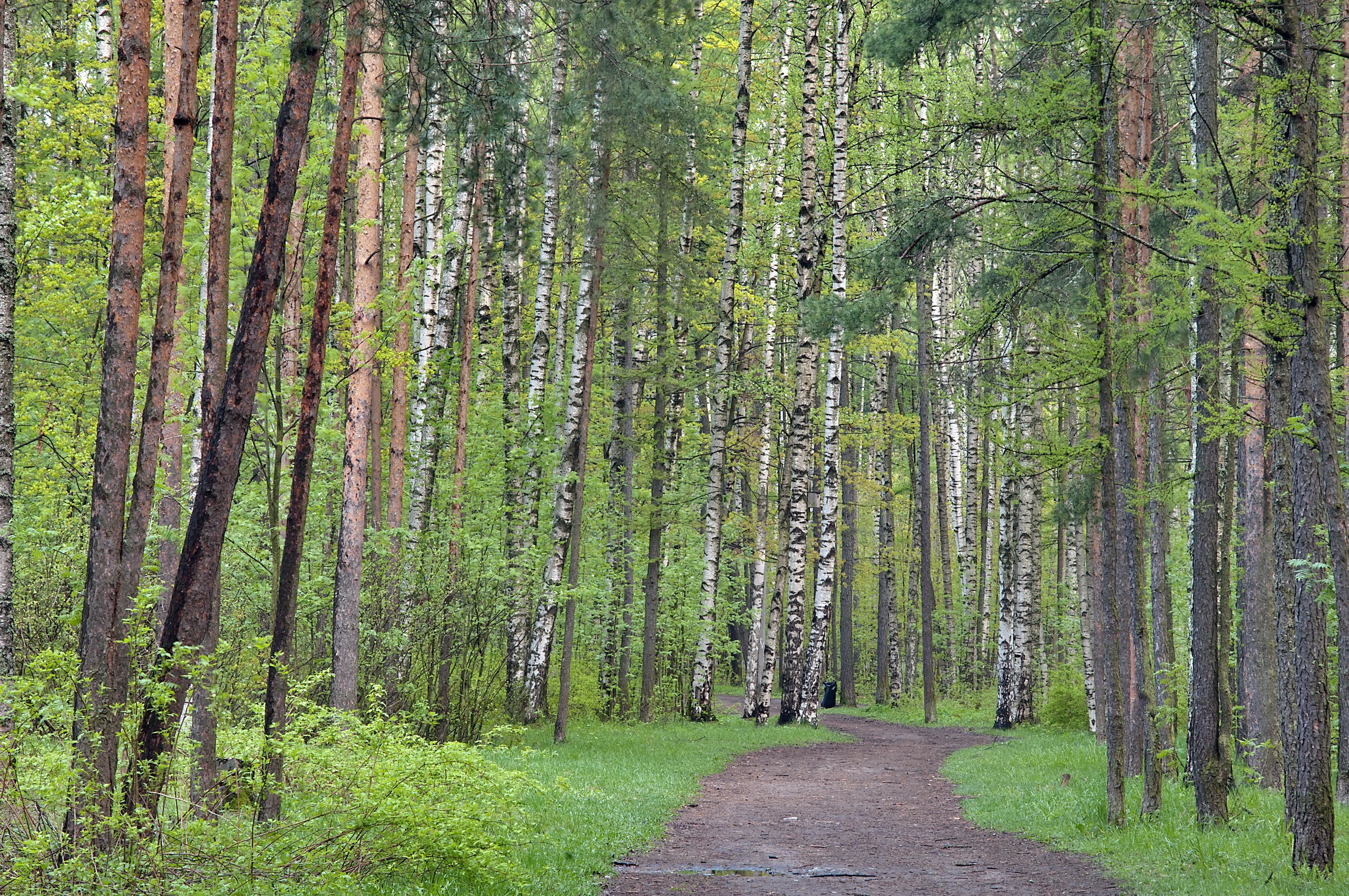 A winding path through a forest with birch and pine trees HD Wallpaper