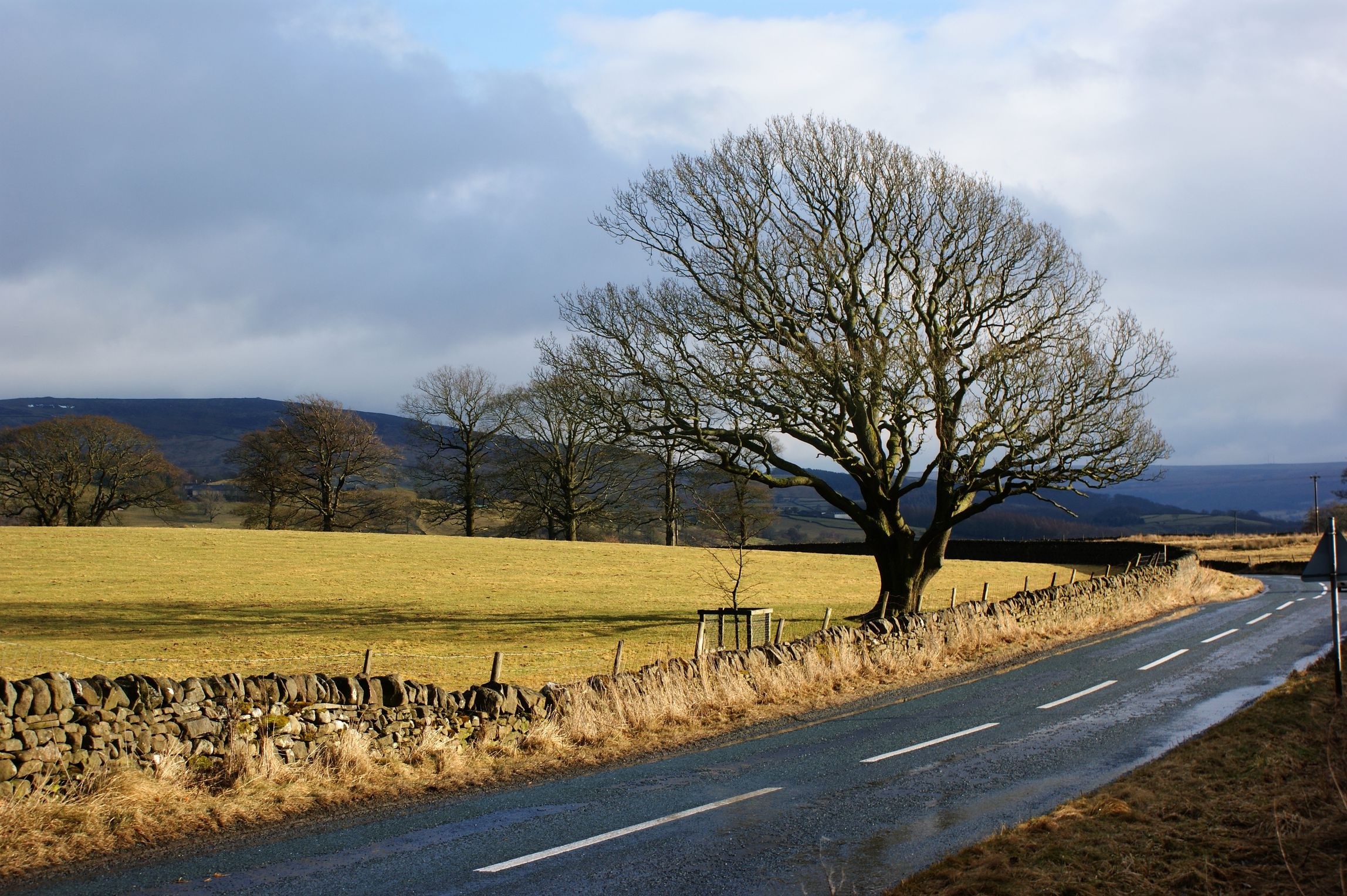 Roadside tree and stone wall in the countryside HD Wallpaper