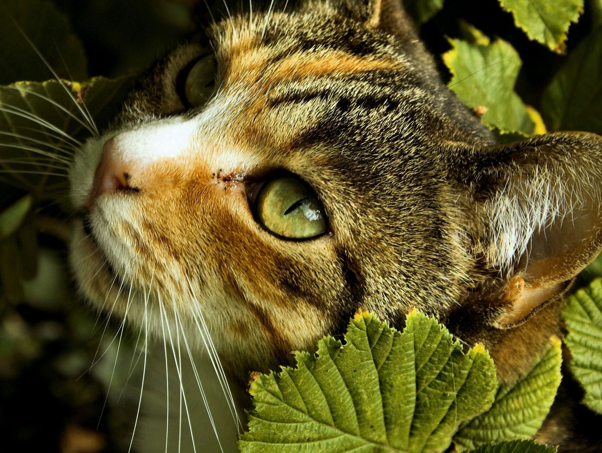 Close-up of a tabby cat's face among green leaves HD Wallpaper