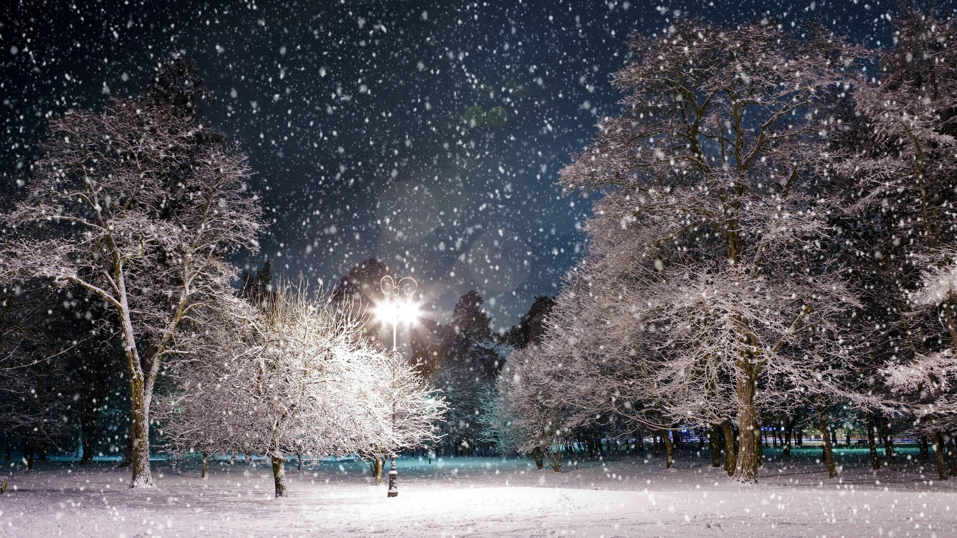 Winter park at night with falling snow HD Wallpaper