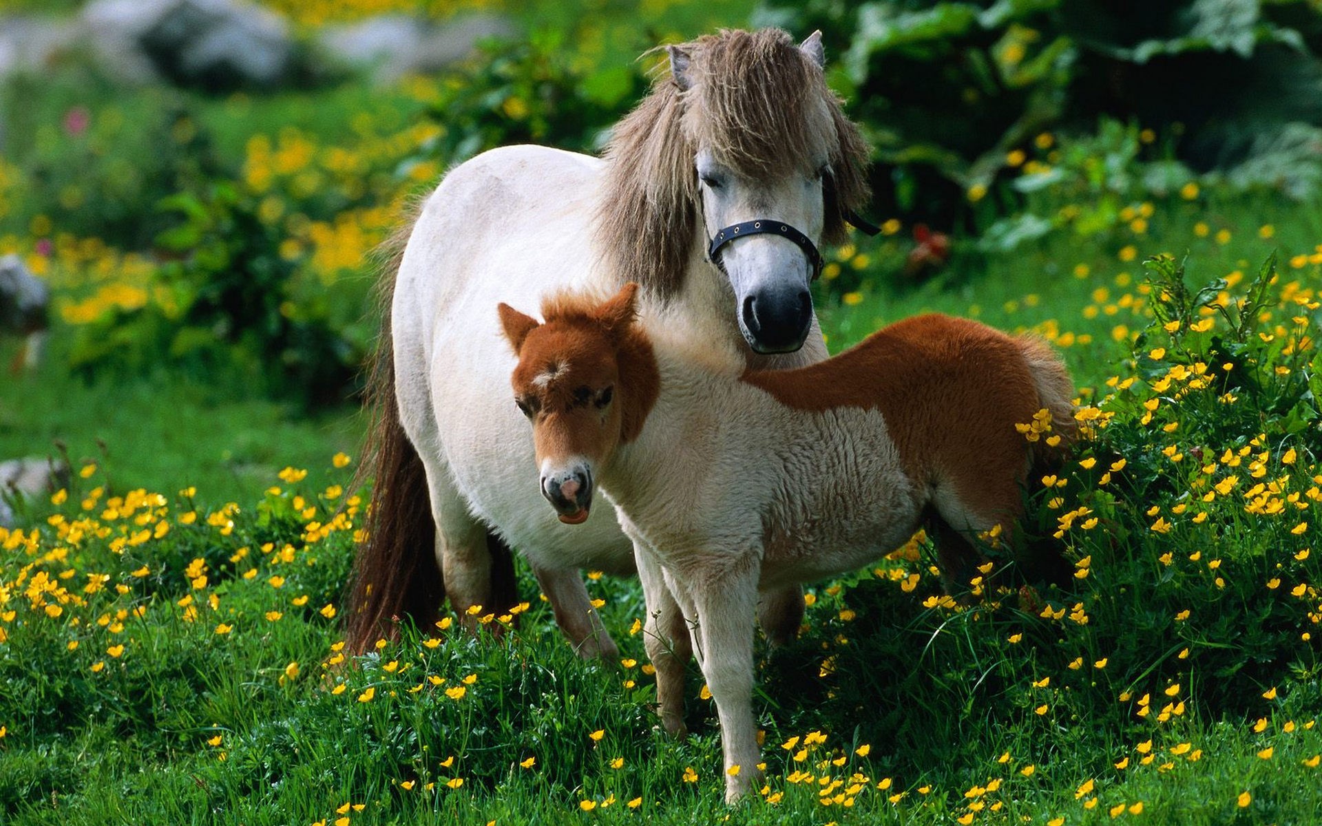 Mother and baby pony in a field of yellow flowers HD Wallpaper