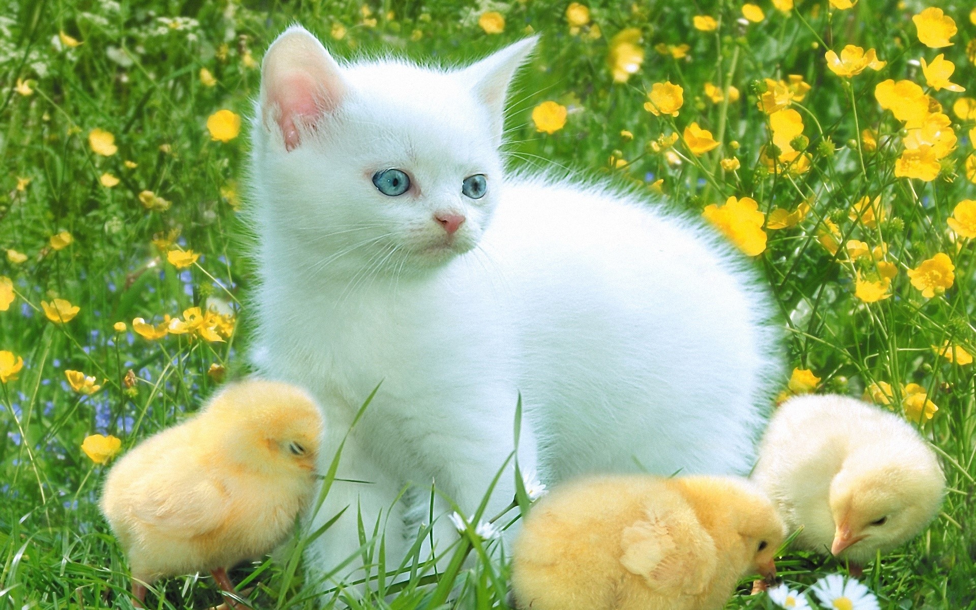 White kitten with blue eyes and yellow chicks in a field of yellow flowers HD Wallpaper