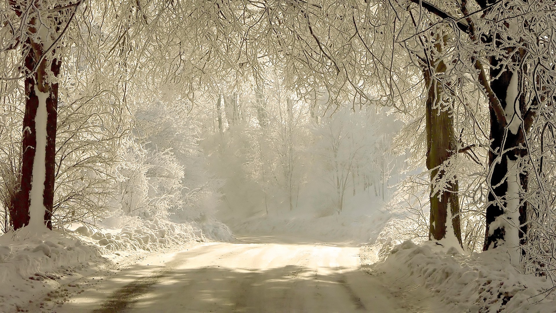 Snowy forest road with trees covered in frost HD Wallpaper