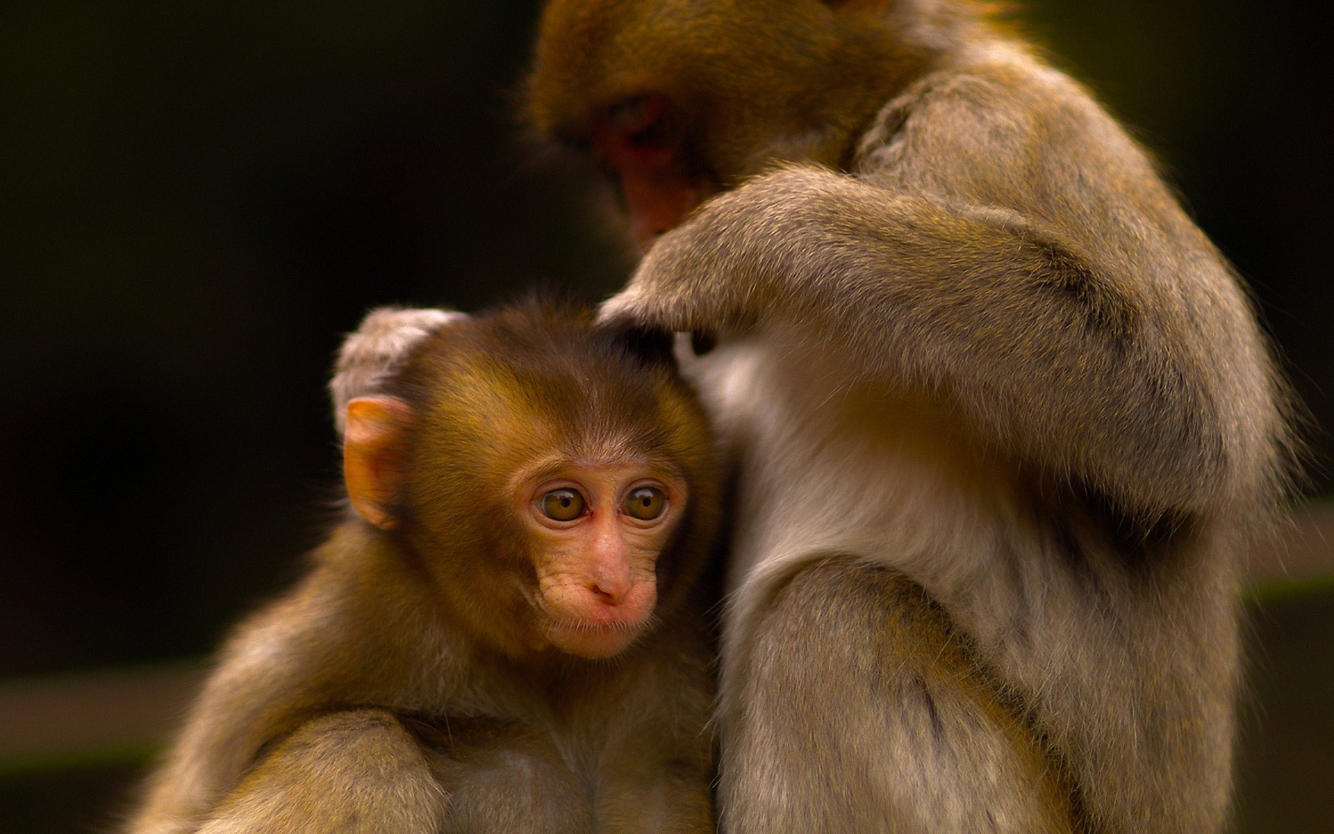 Two monkeys grooming each other HD Wallpaper
