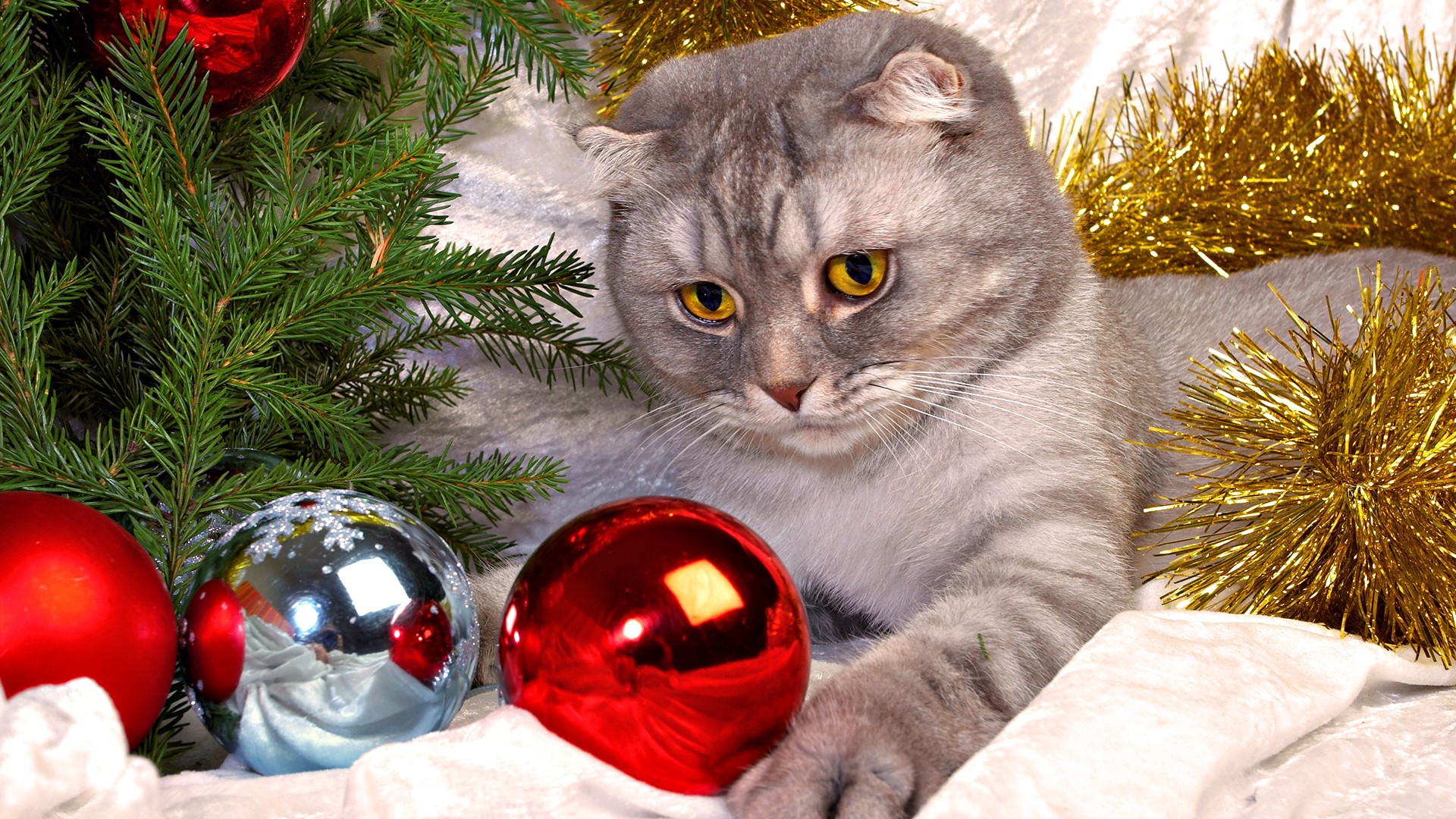 Scottish Fold cat with Christmas decorations HD Wallpaper