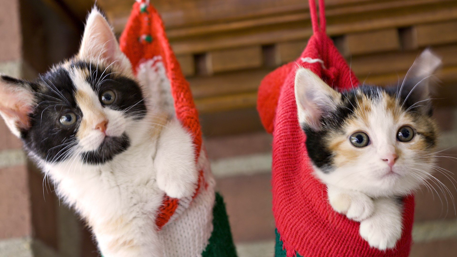 Two Calico Kittens in Christmas Stockings HD Wallpaper