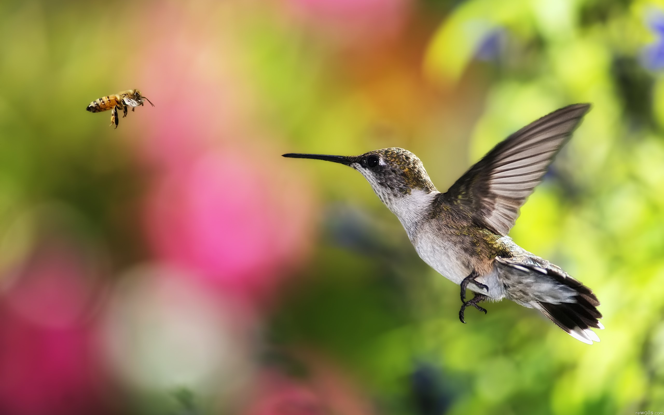 Hummingbird and bee in garden HD Wallpaper