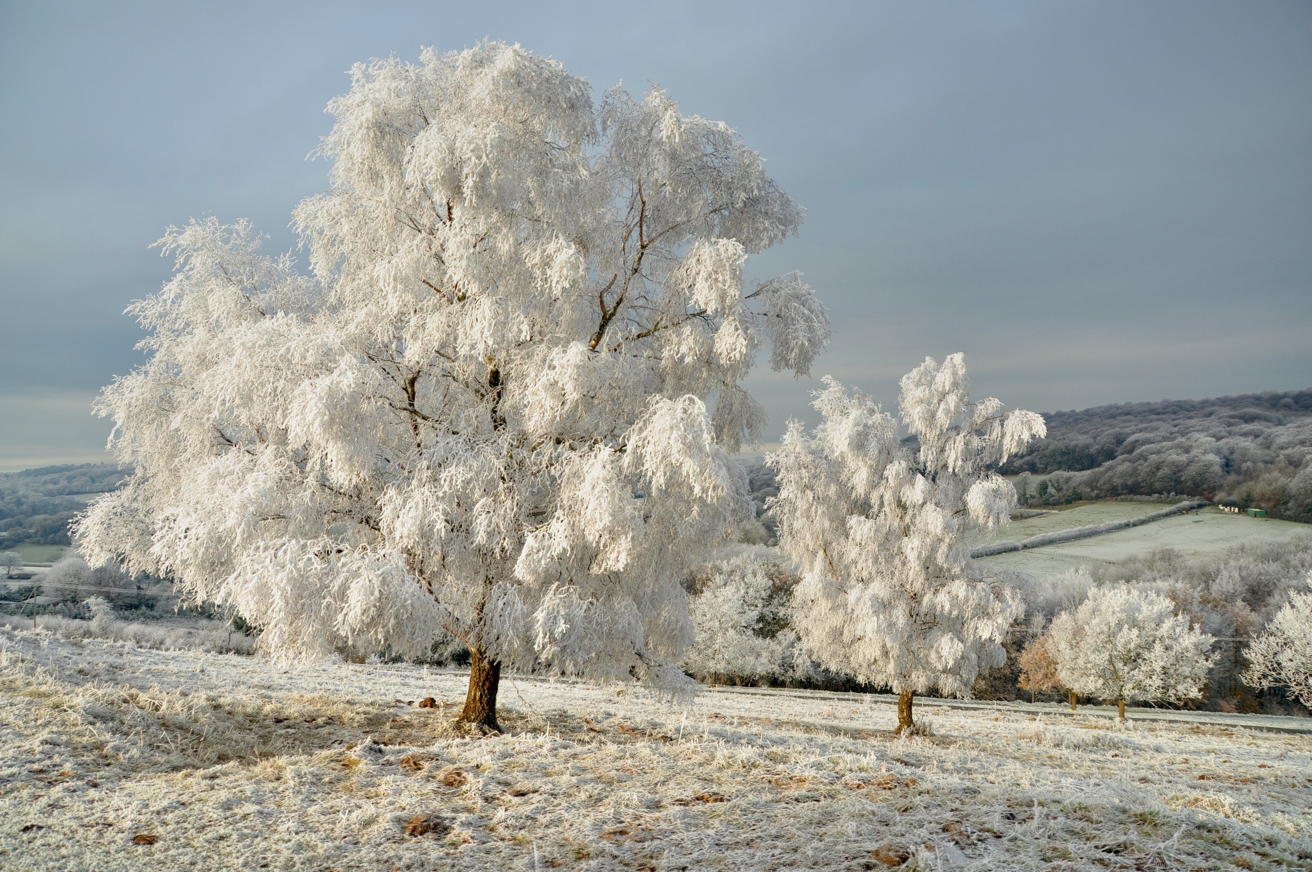 Trees covered in frost in a winter landscape HD Wallpaper