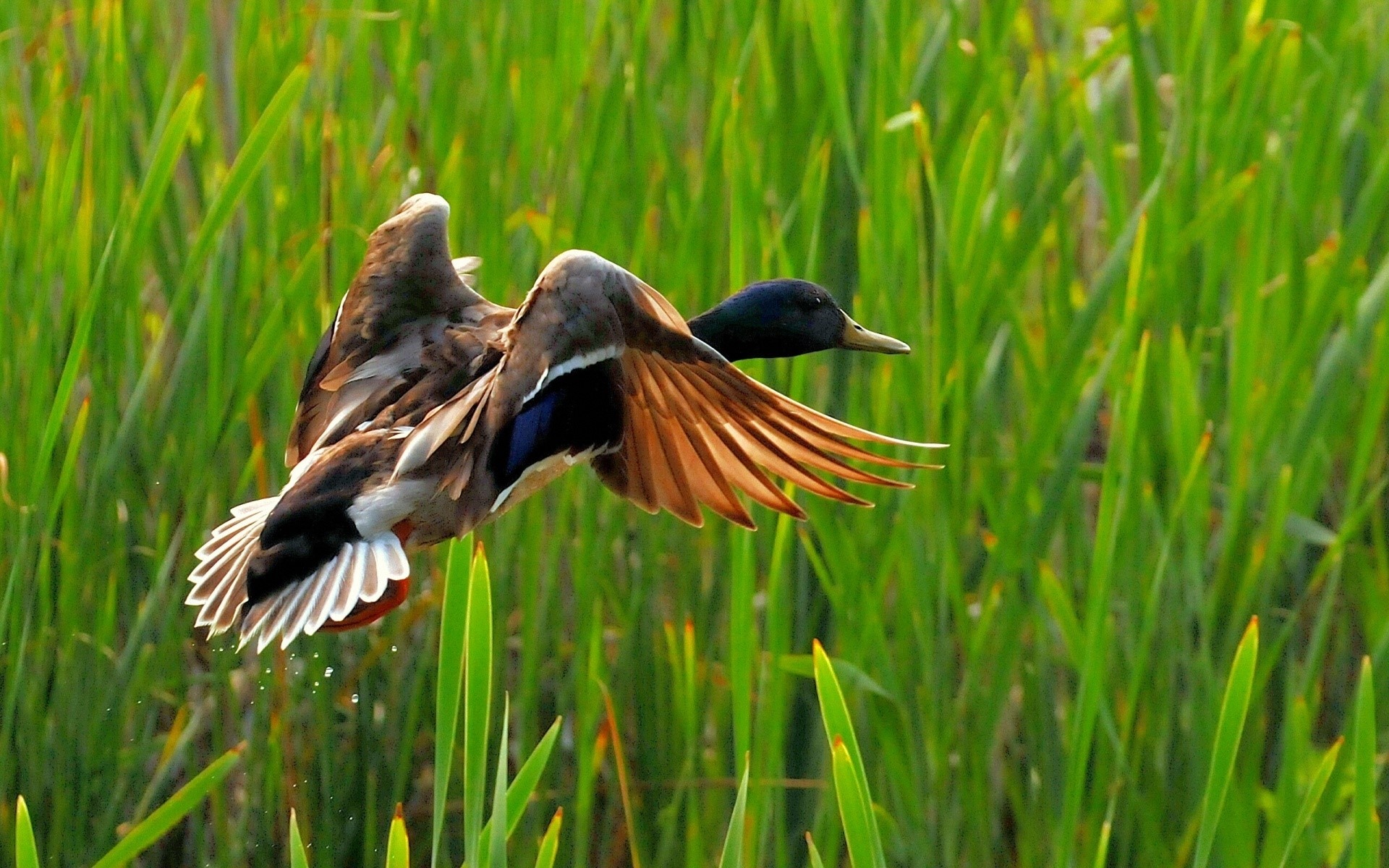 Mallard duck in flight over reeds HD Wallpaper