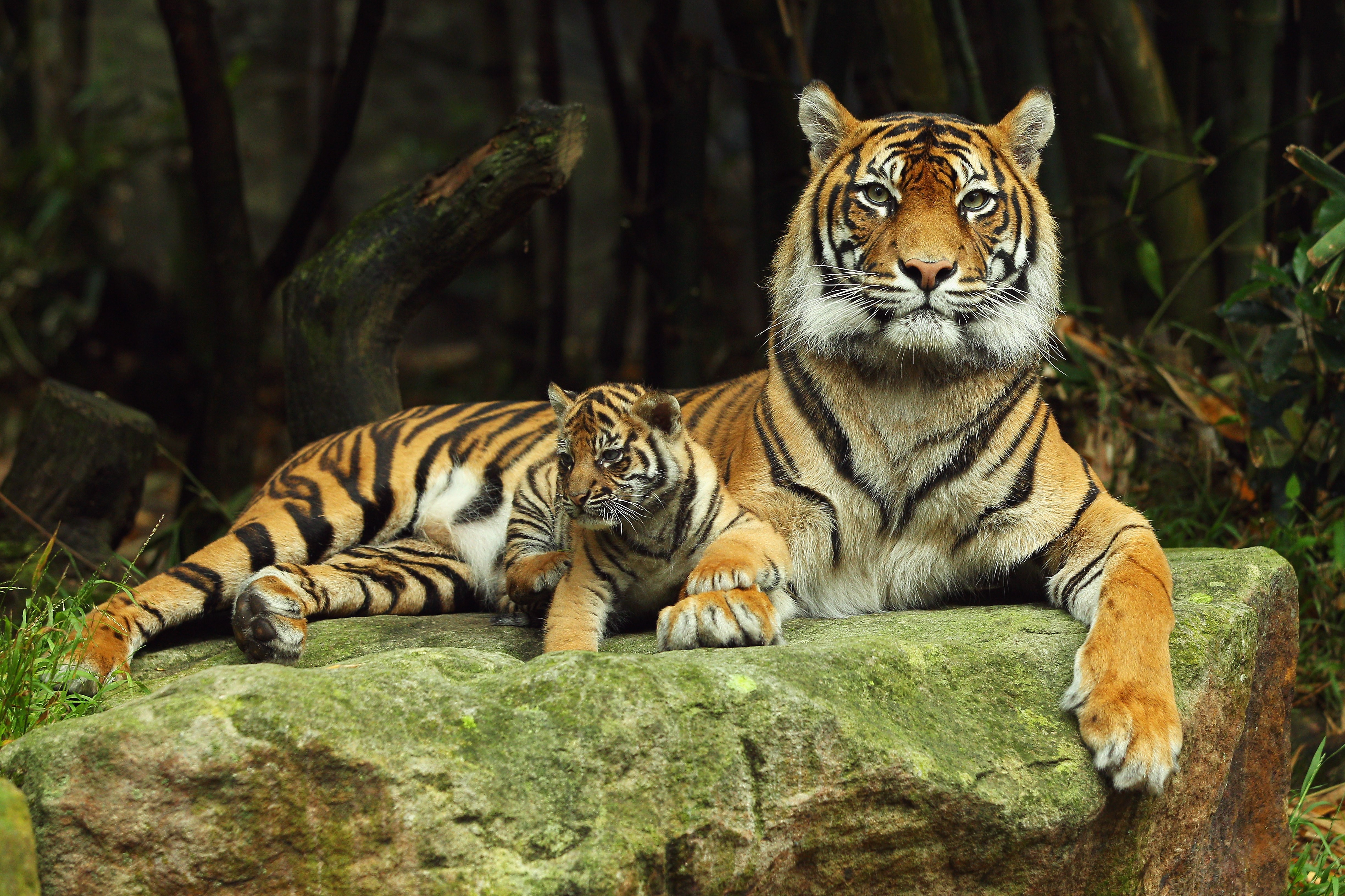 Tigers on a rock HD Wallpaper