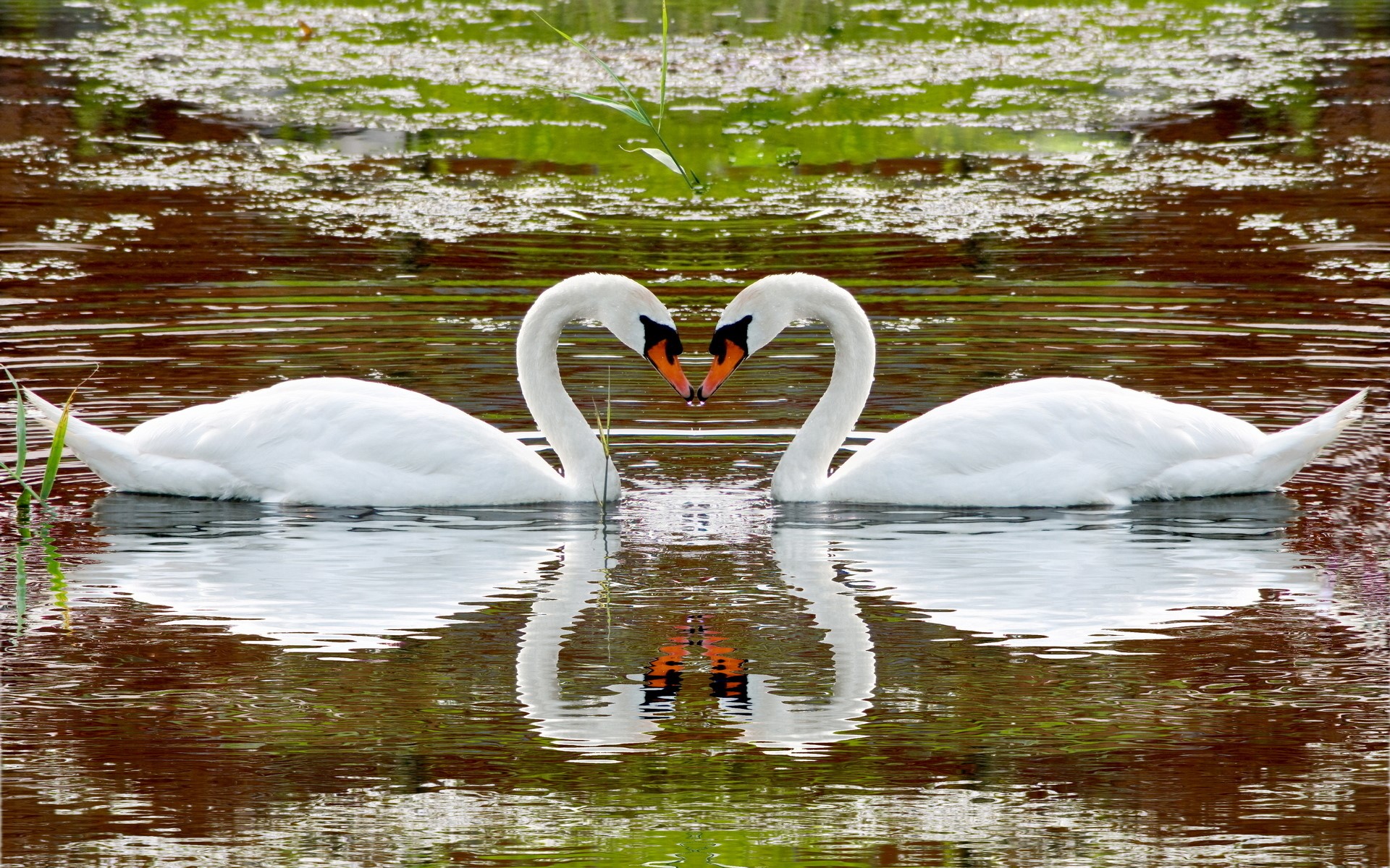 Two swans forming a heart shape on a lake HD Wallpaper