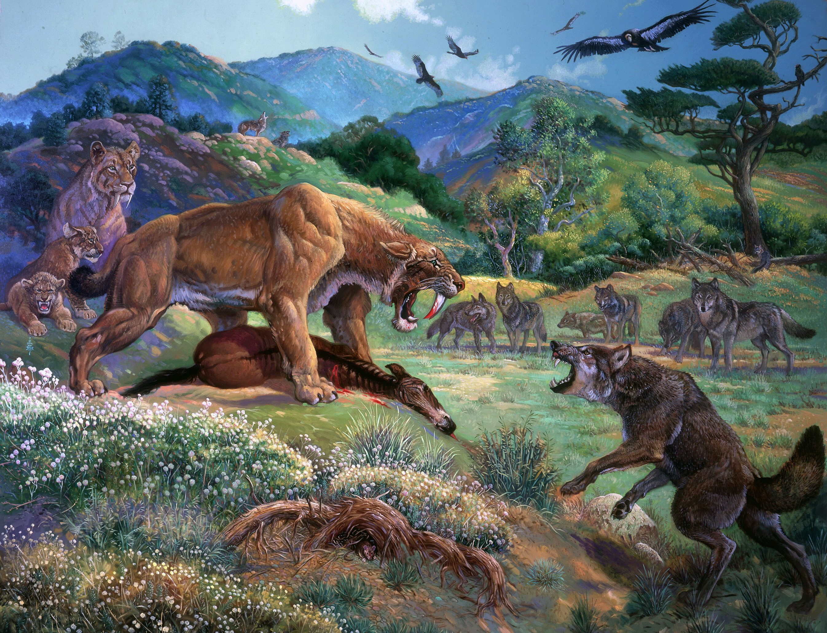 Sabertooth tiger fighting wolves over prey with lions in background HD Wallpaper