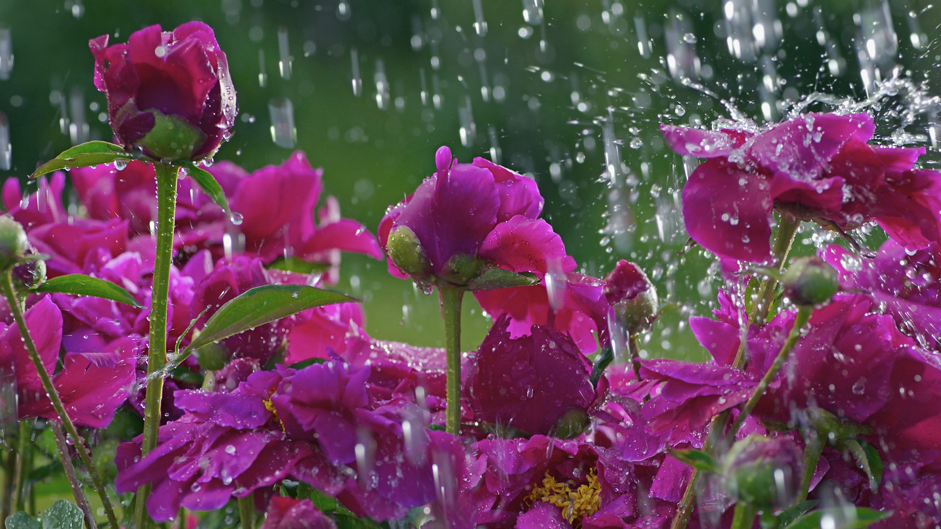 Purple peonies in the rain HD Wallpaper
