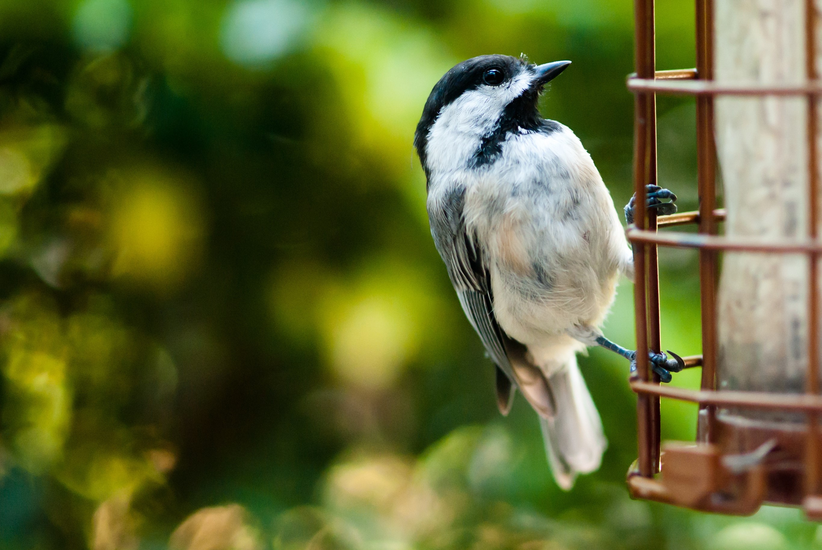 Black-capped chickadee on a bird feeder HD Wallpaper