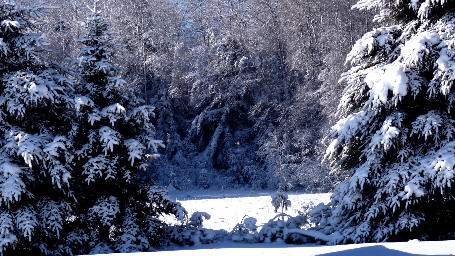 Snow covered trees in a winter forest HD Wallpaper