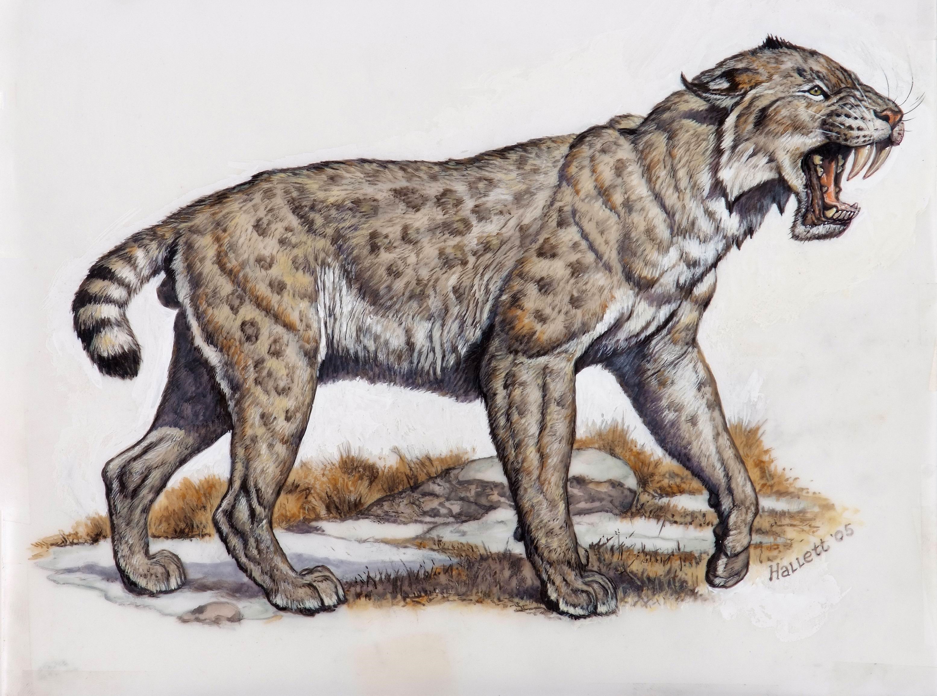 Smilodon Saber-toothed Cat HD Wallpaper