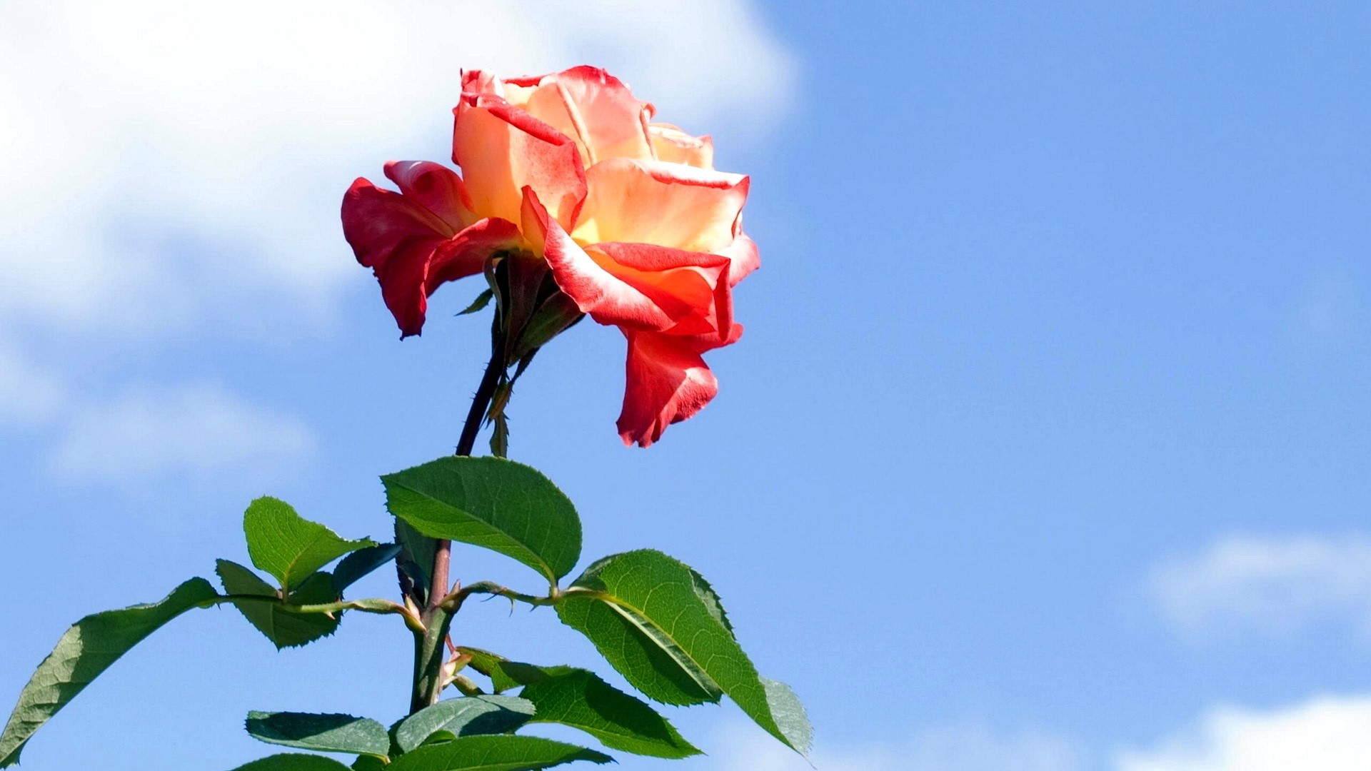 Red and yellow rose against blue sky HD Wallpaper