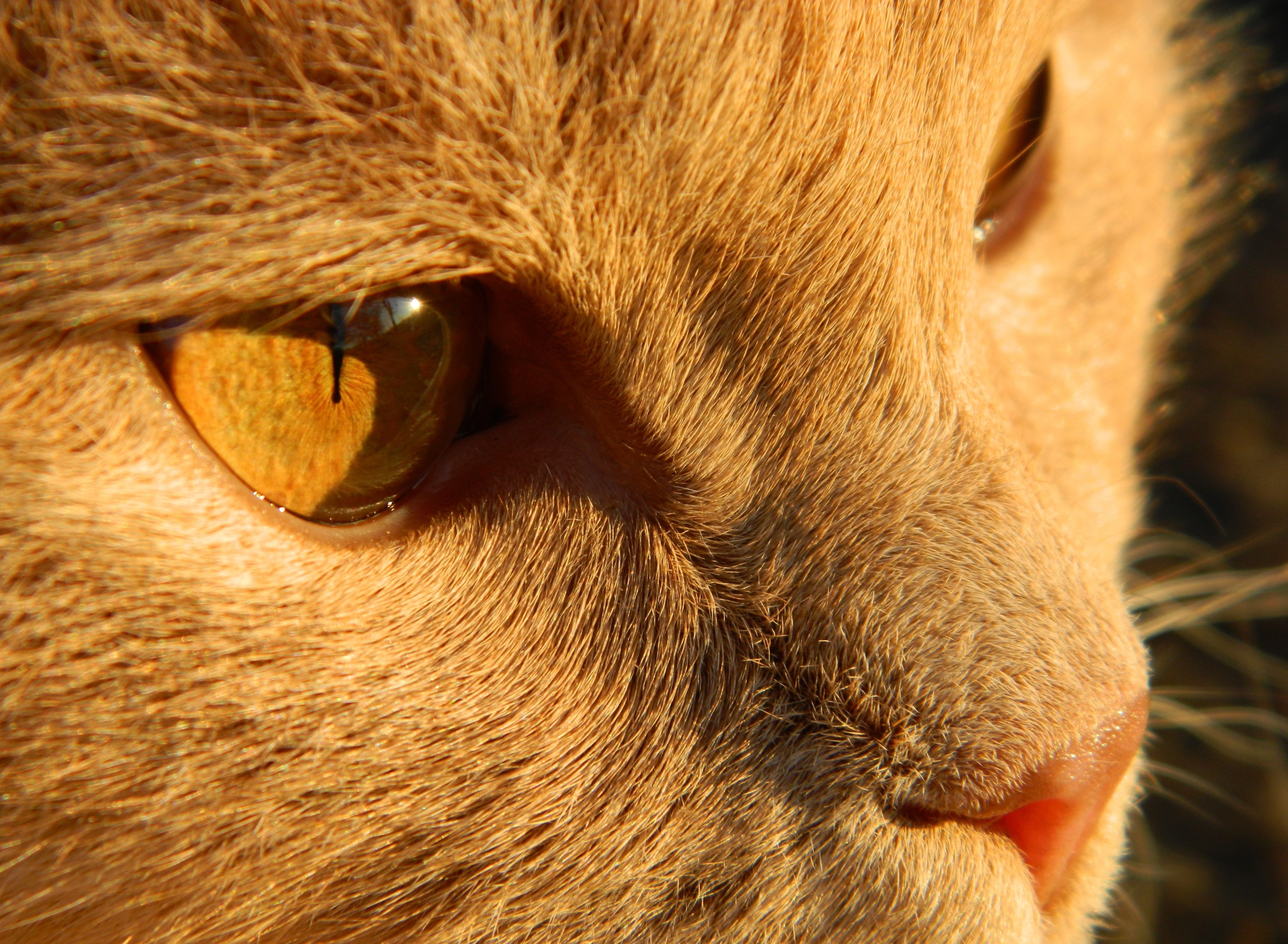 Close-up of an orange cat's eye HD Wallpaper