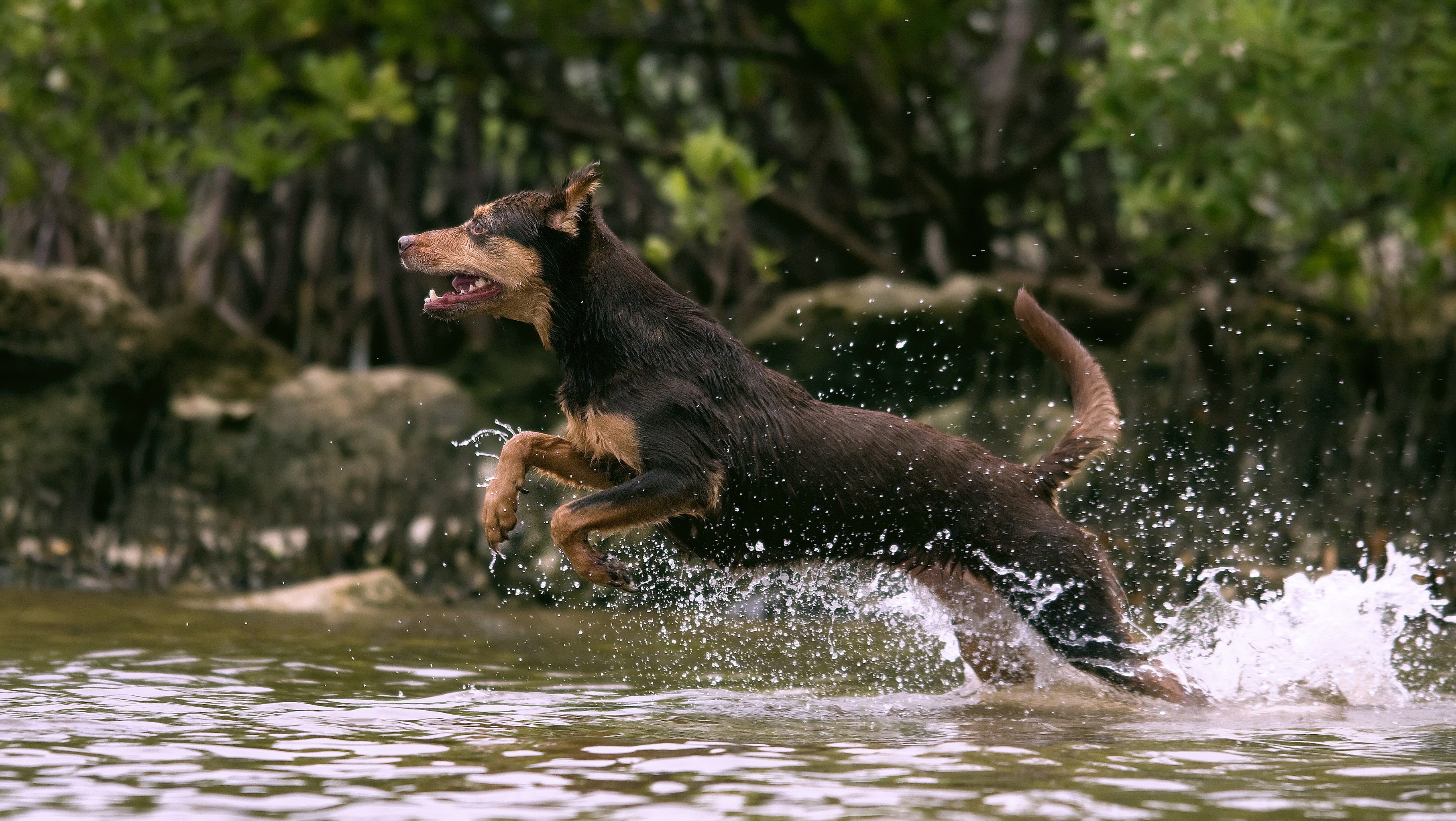 Brown dog running through water HD Wallpaper