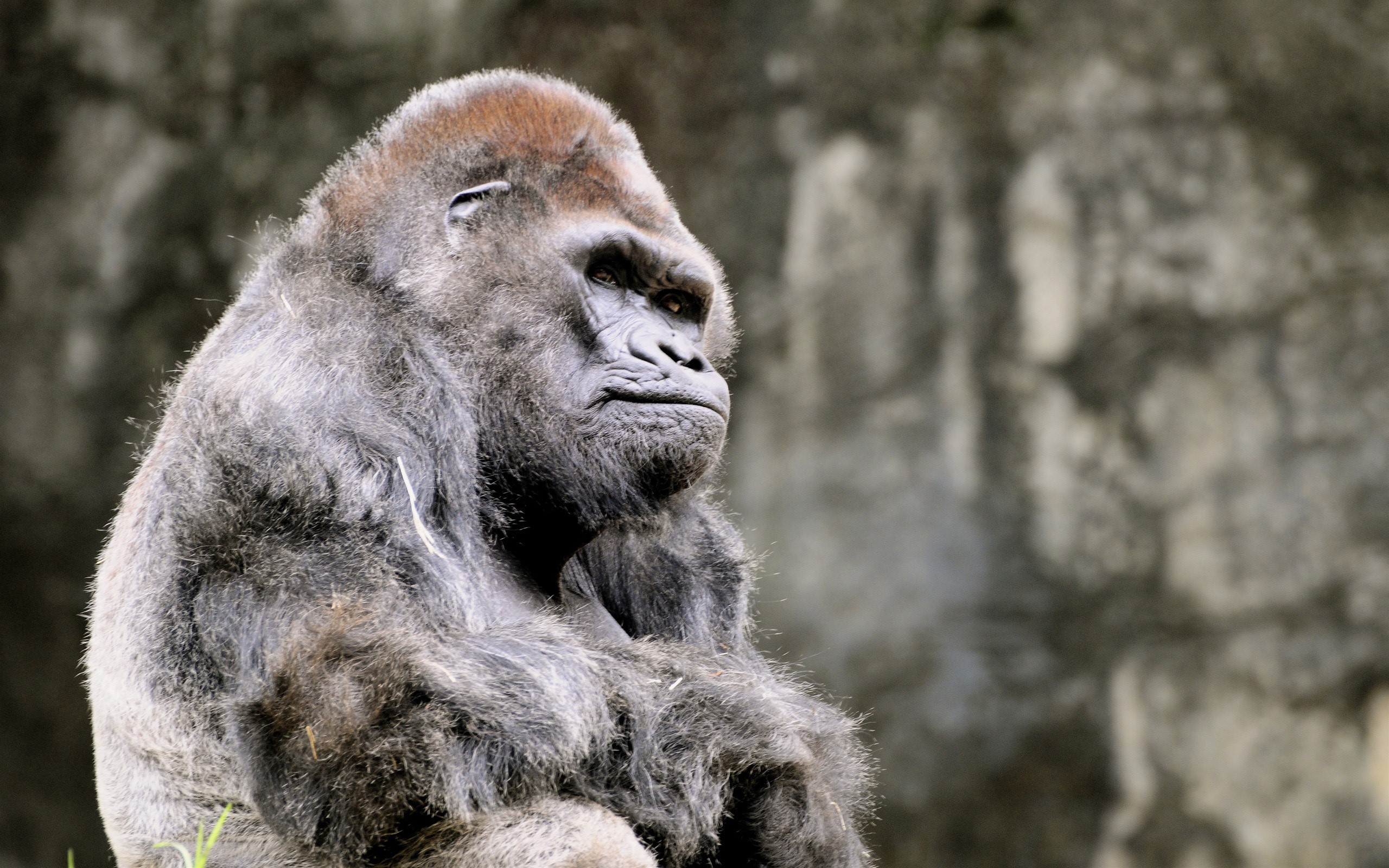 Gorilla sitting in front of a rock wall HD Wallpaper