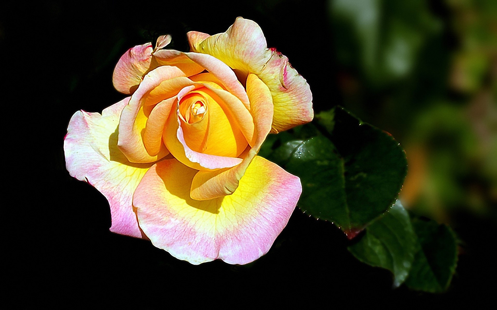 Yellow and pink rose with dark background HD Wallpaper