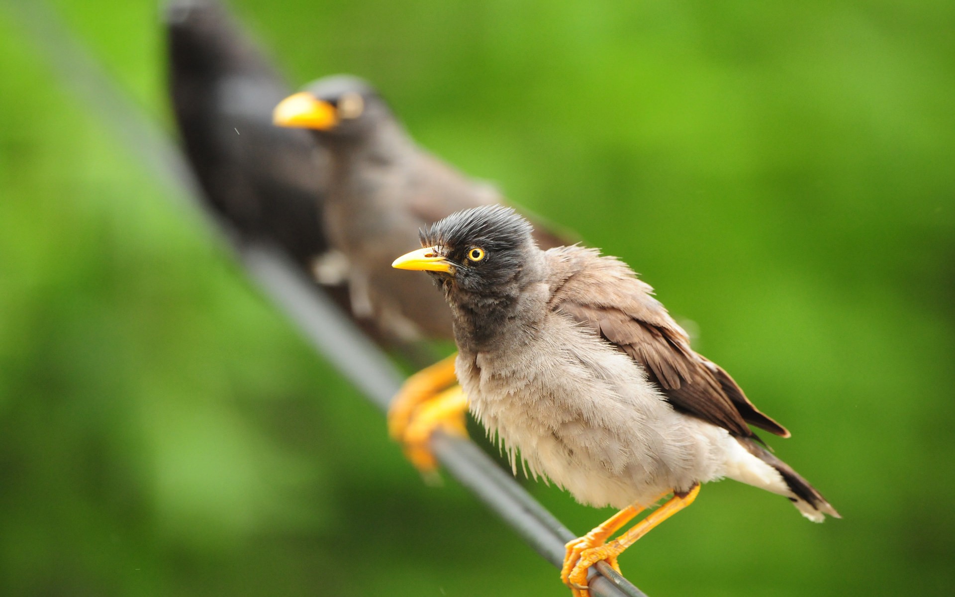 Two birds perched on a wire with green background HD Wallpaper