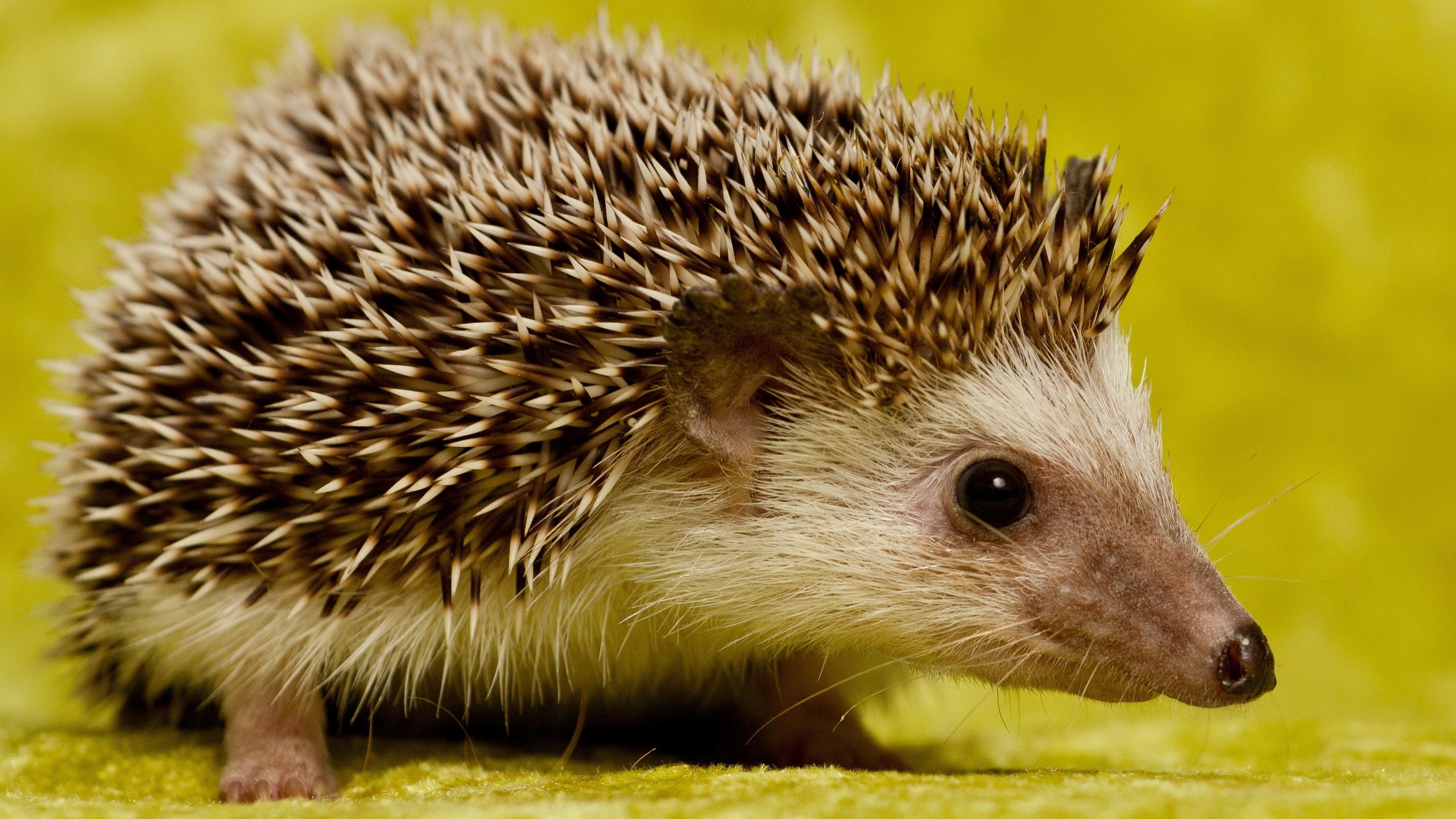 A hedgehog on a yellow background HD Wallpaper