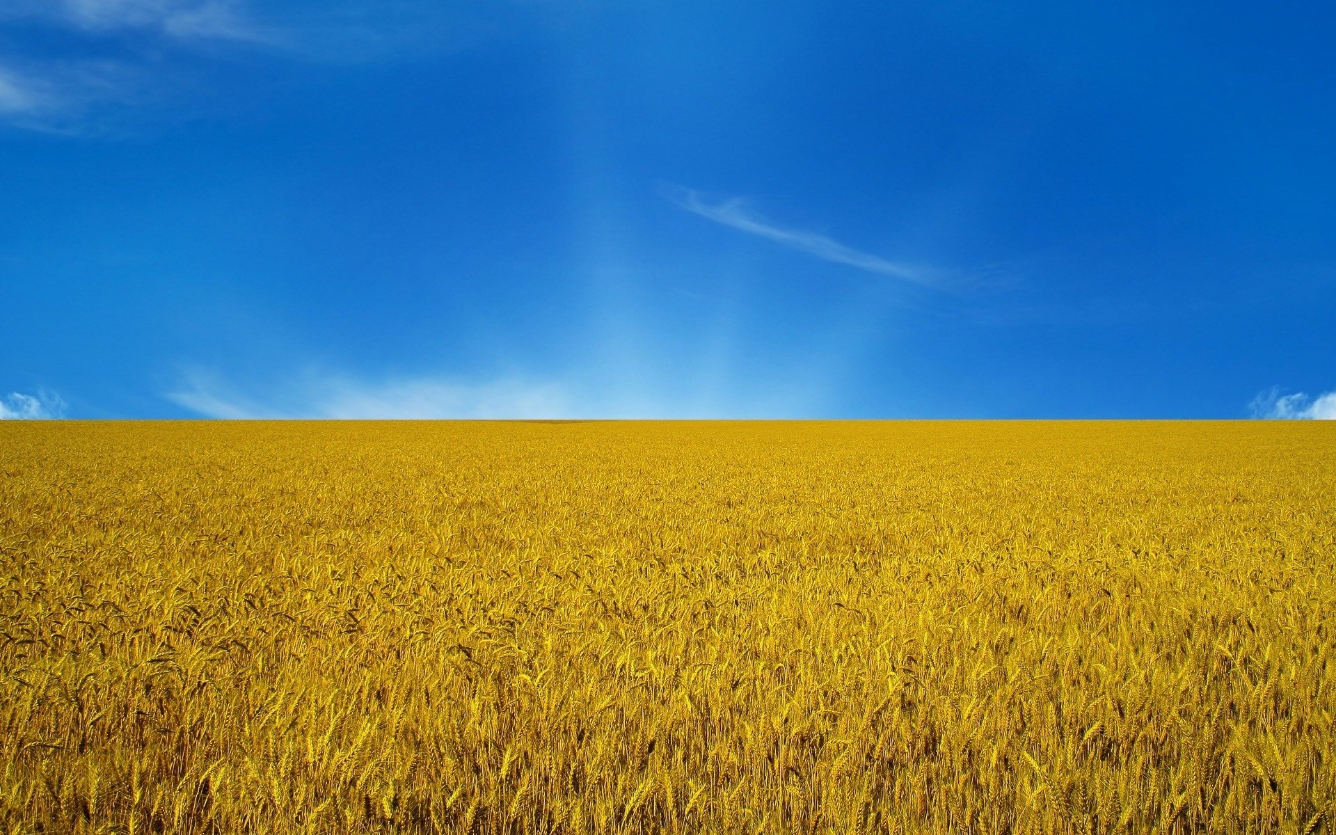 Golden wheat field under a bright blue sky HD Wallpaper