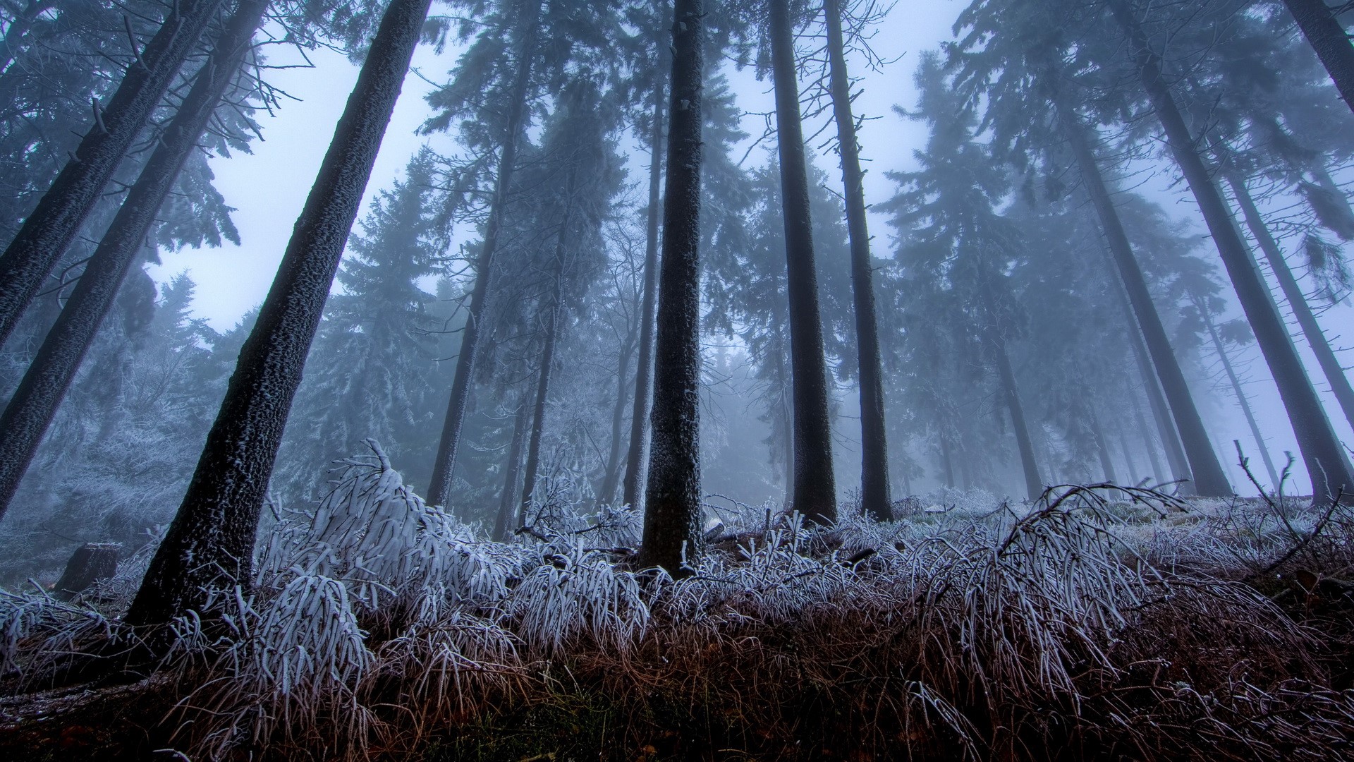 Winter forest with frosted trees HD Wallpaper