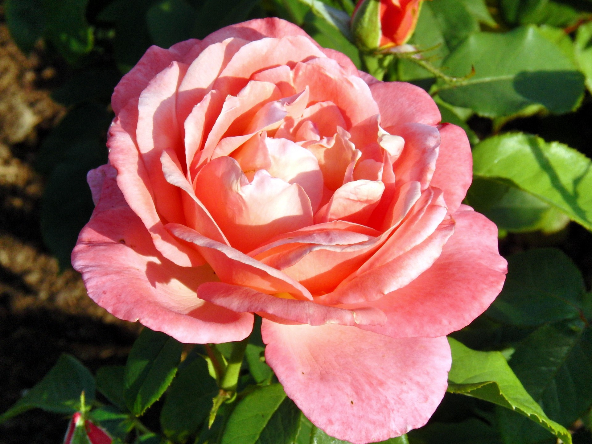 Close-up of a pink rose in bloom HD Wallpaper