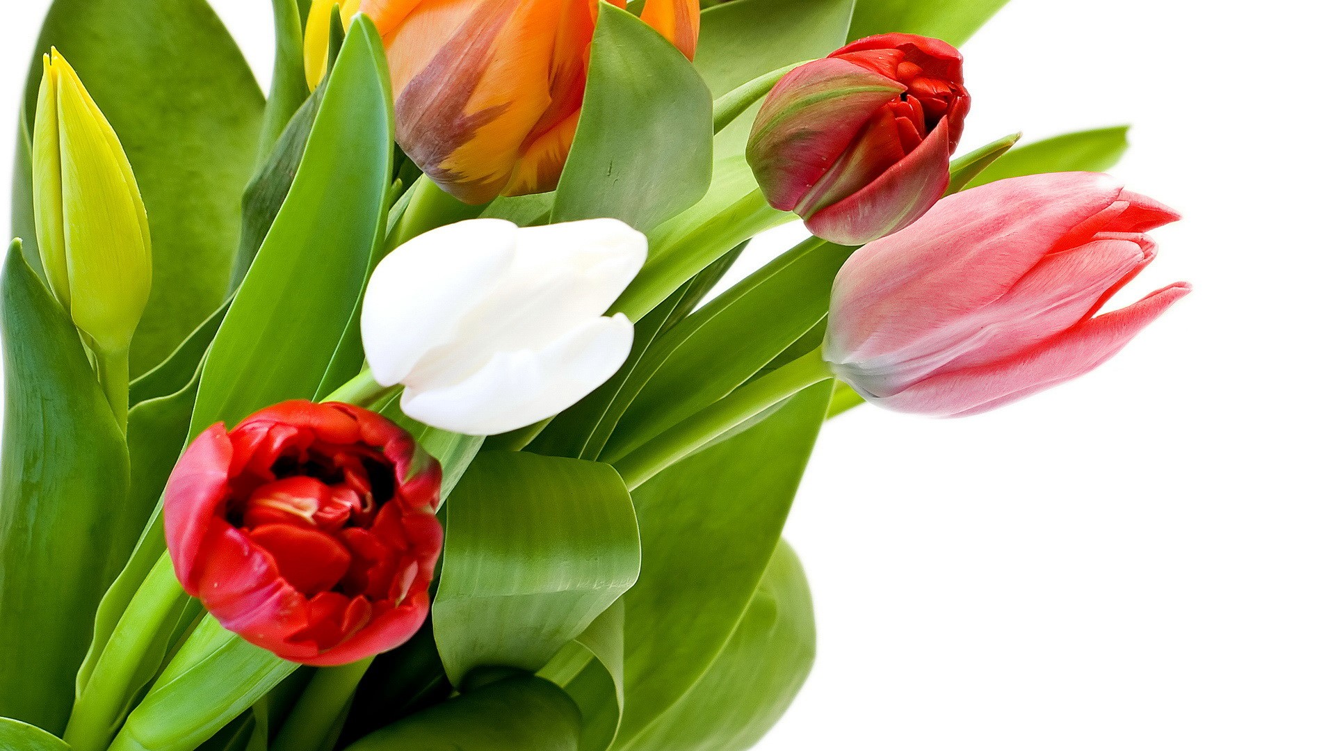 A bouquet of colorful tulips HD Wallpaper