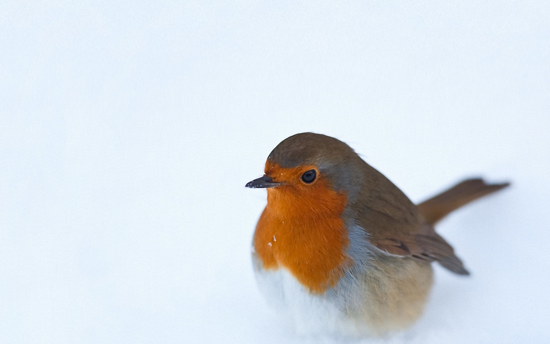 European Robin bird in the snow HD Wallpaper