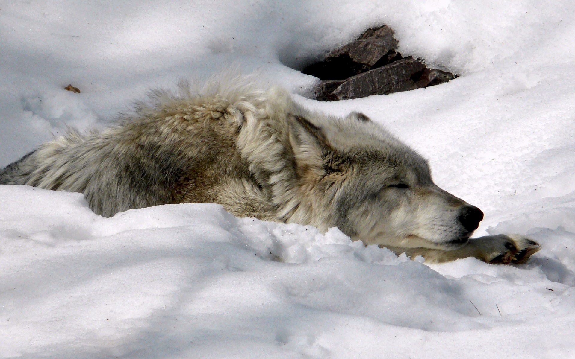Wolf sleeping in the snow HD Wallpaper