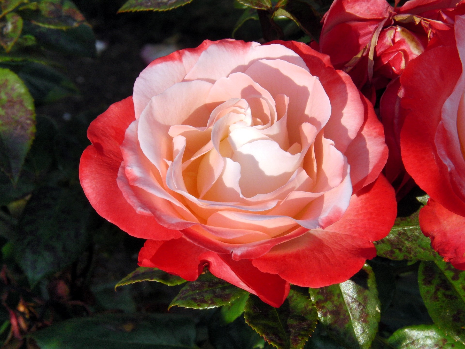 Bi-colored rose with red and pink petals HD Wallpaper