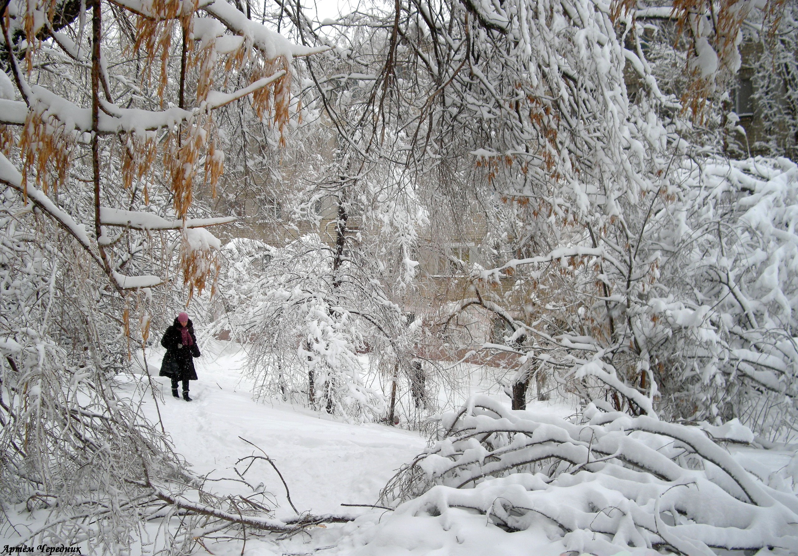 Person walking in a snowy park HD Wallpaper