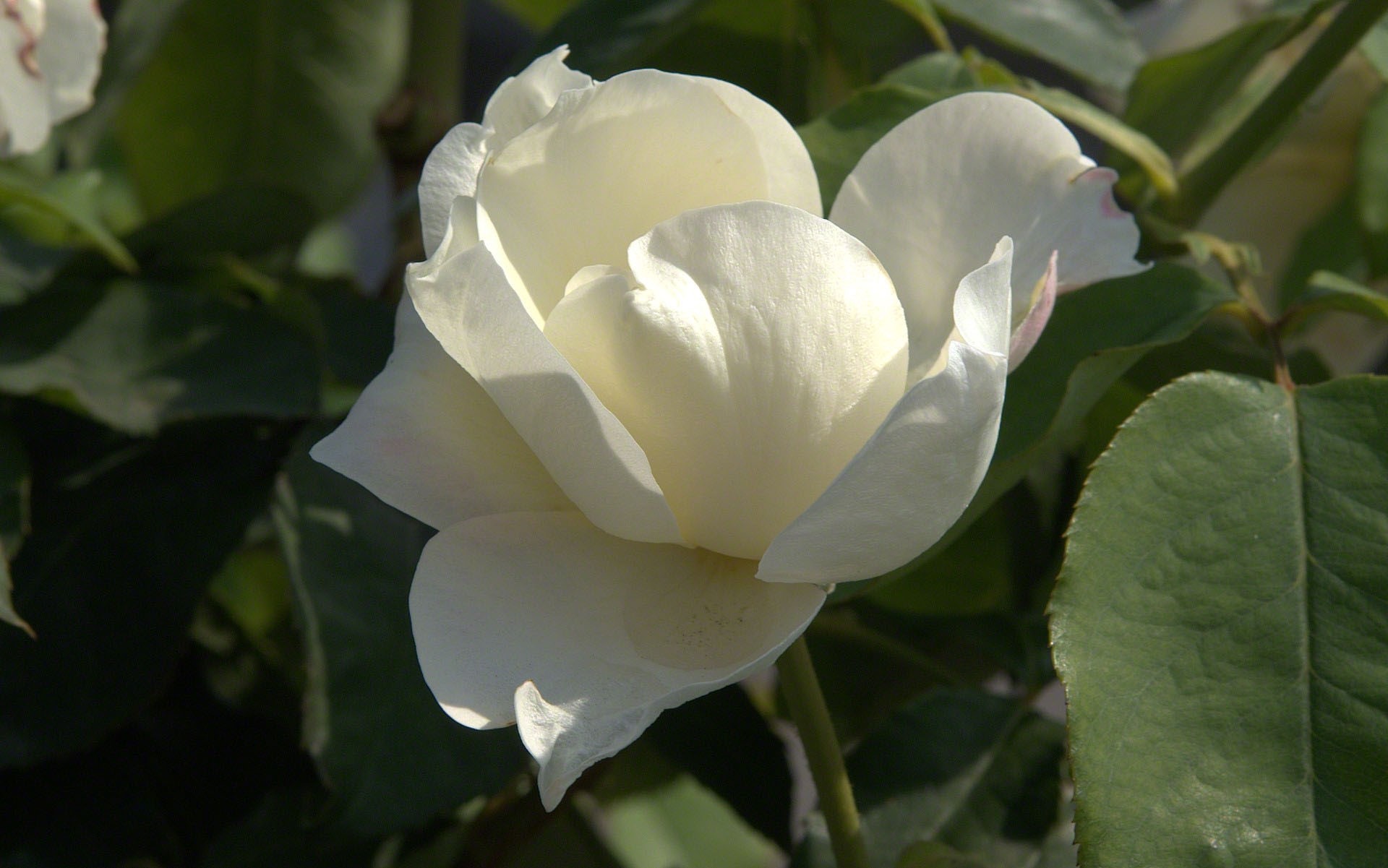 White rose in bloom with green leaves HD Wallpaper