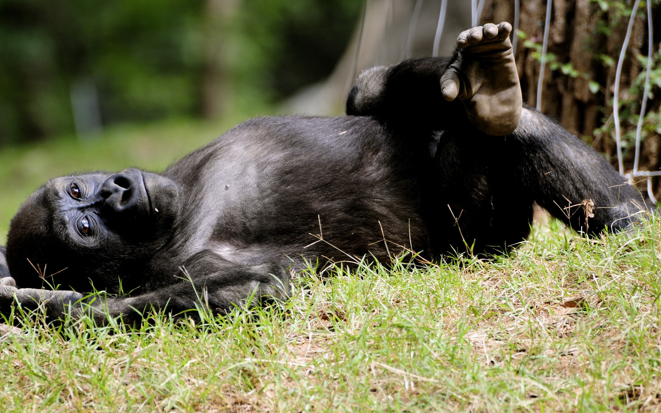 Gorilla lying on grass in a zoo HD Wallpaper