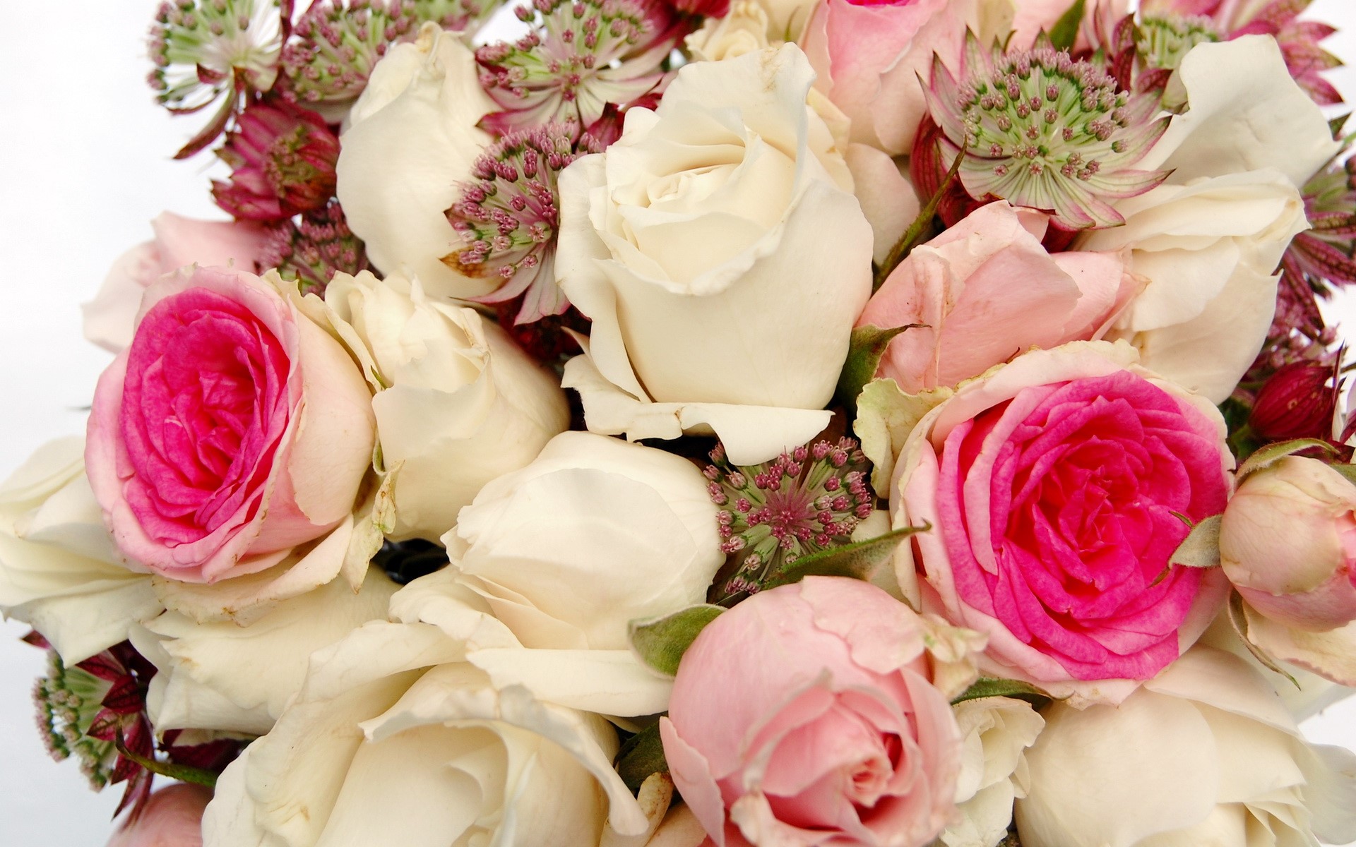 Bouquet of Roses and Astrantia Flowers HD Wallpaper