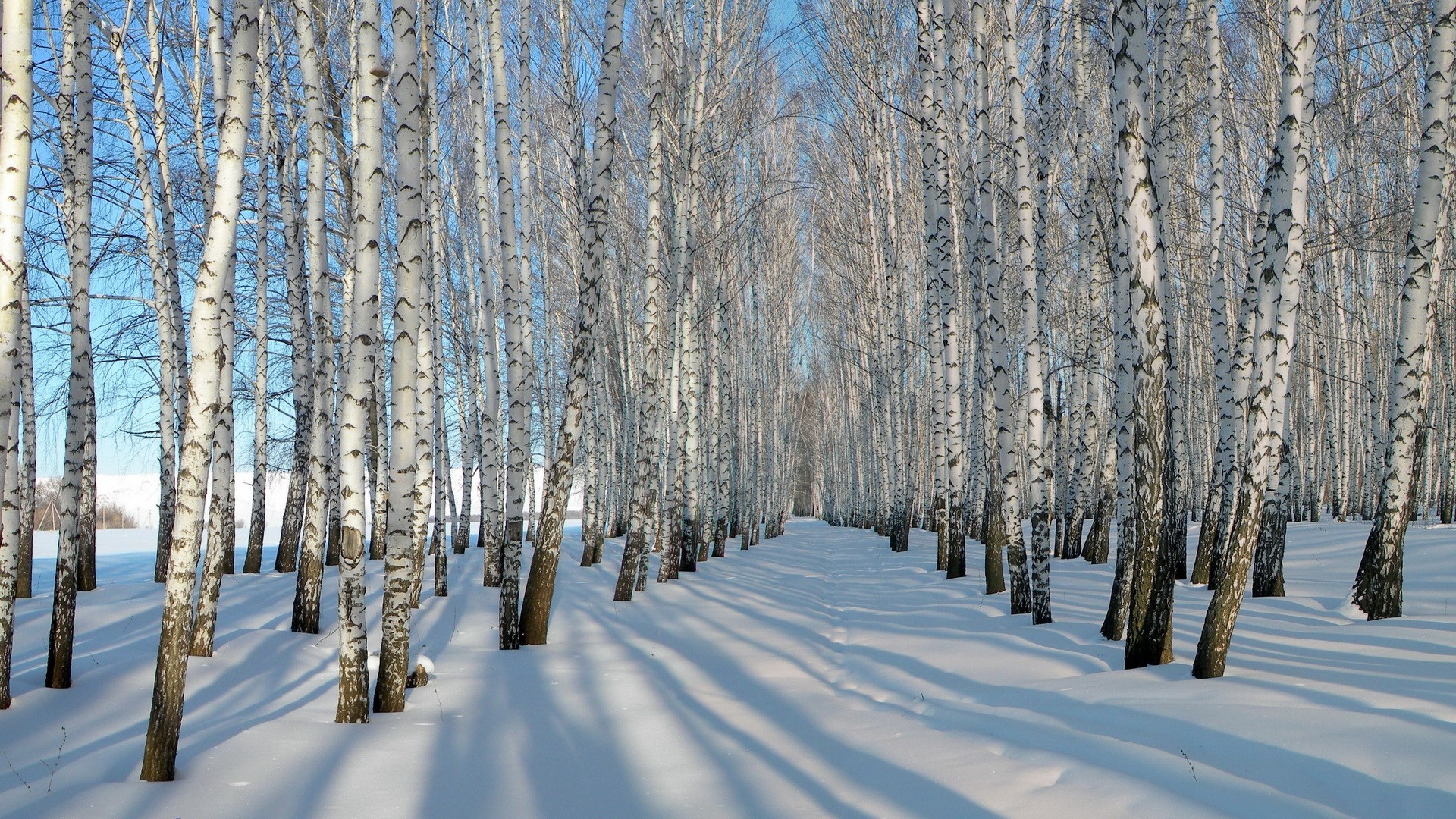 Birch trees in a snowy forest during winter HD Wallpaper