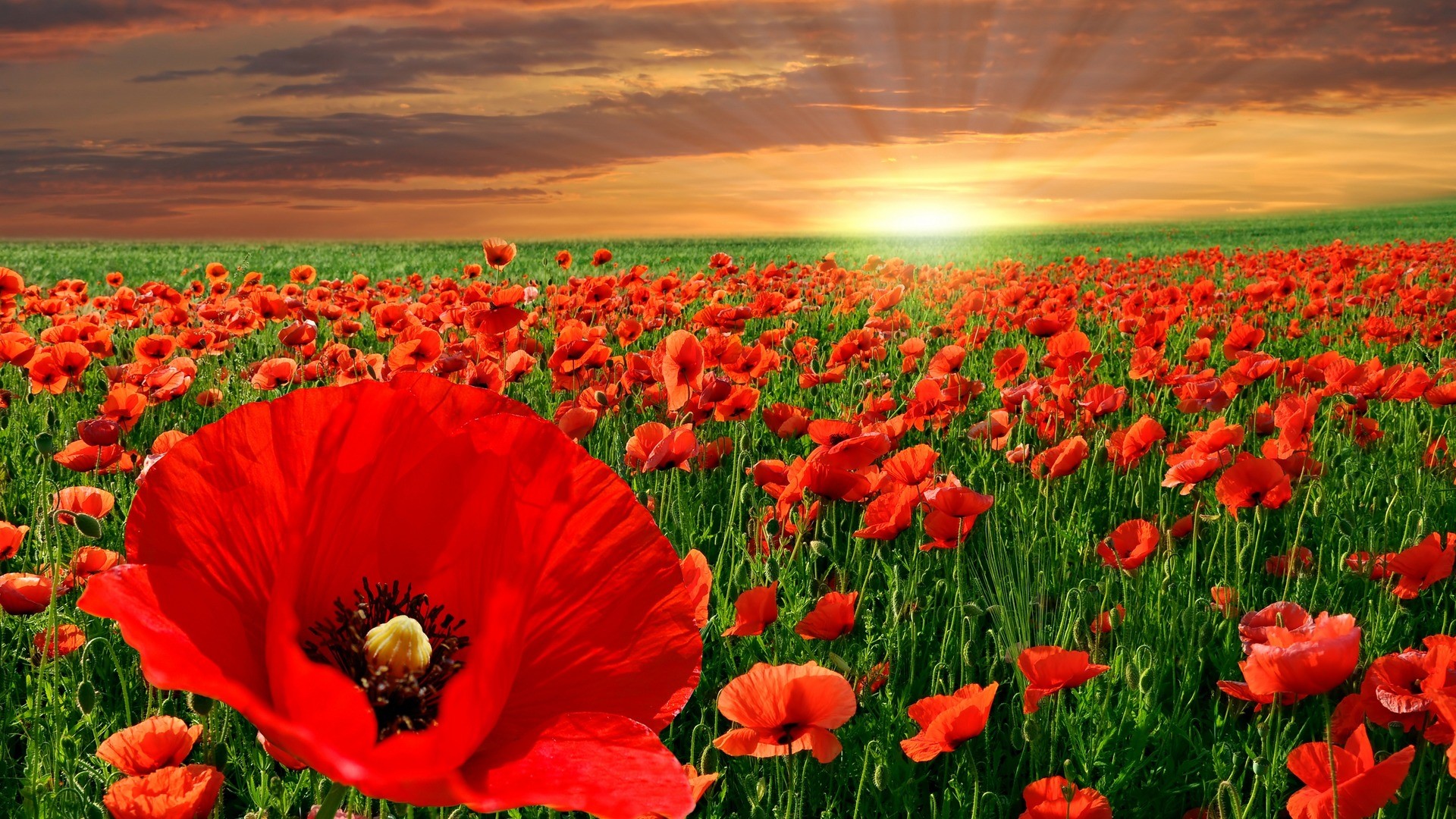 Field of red poppies at sunset HD Wallpaper