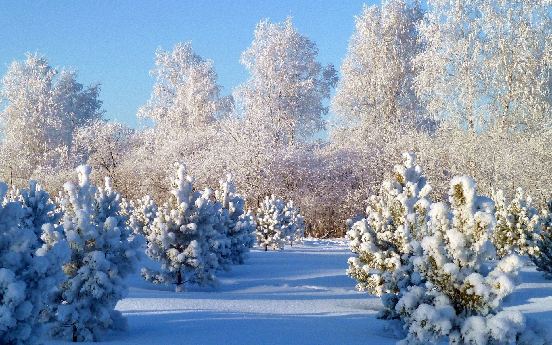 Snow-covered pine trees in a winter forest HD Wallpaper