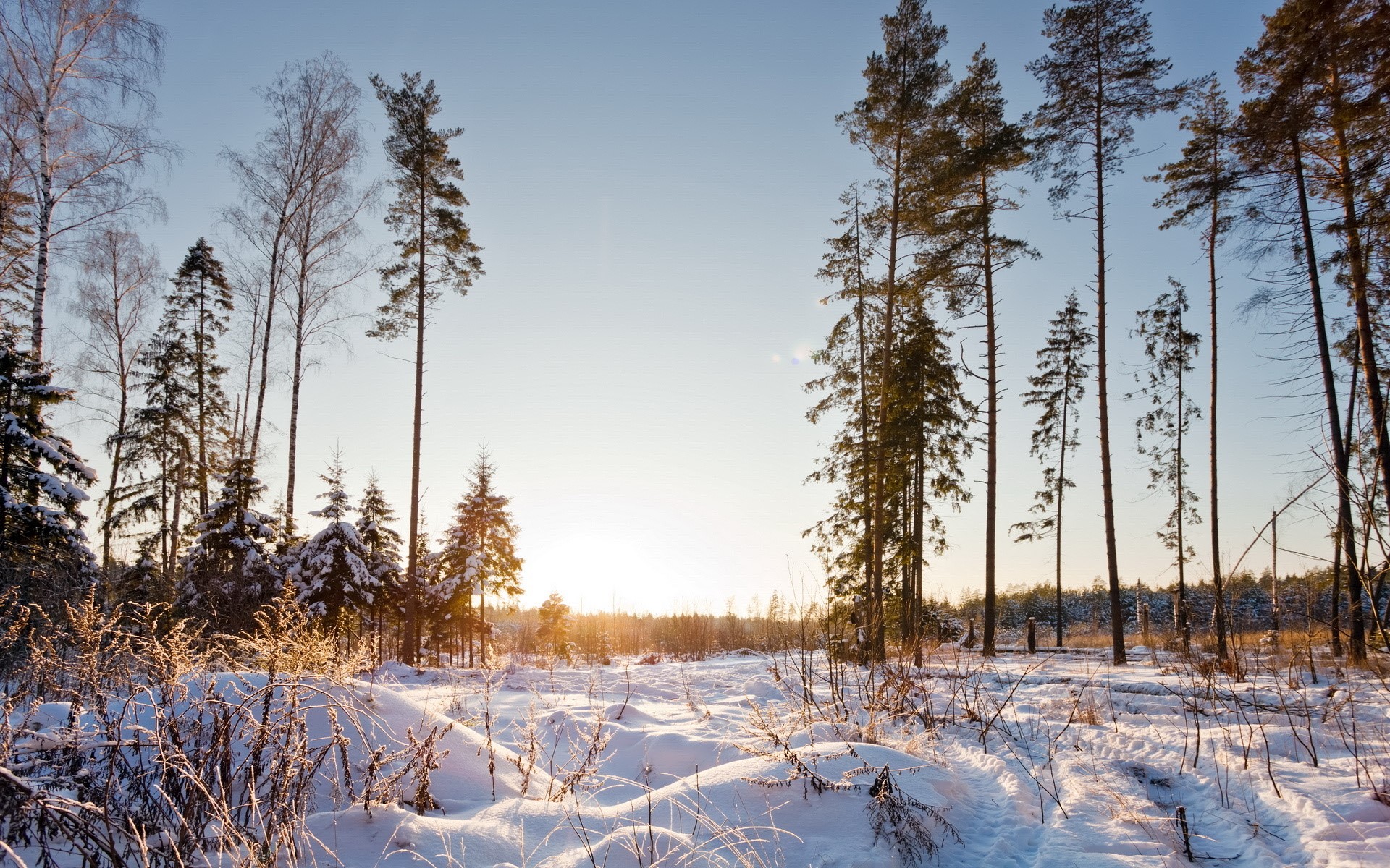 Winter forest with snow and tall trees HD Wallpaper